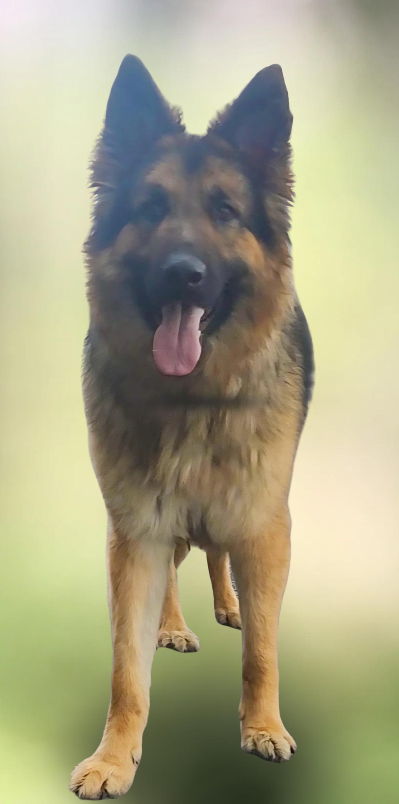 Enlarge FLUFFS, a Adoptable German Shepherd Dog in Ashland, OH image 4/6