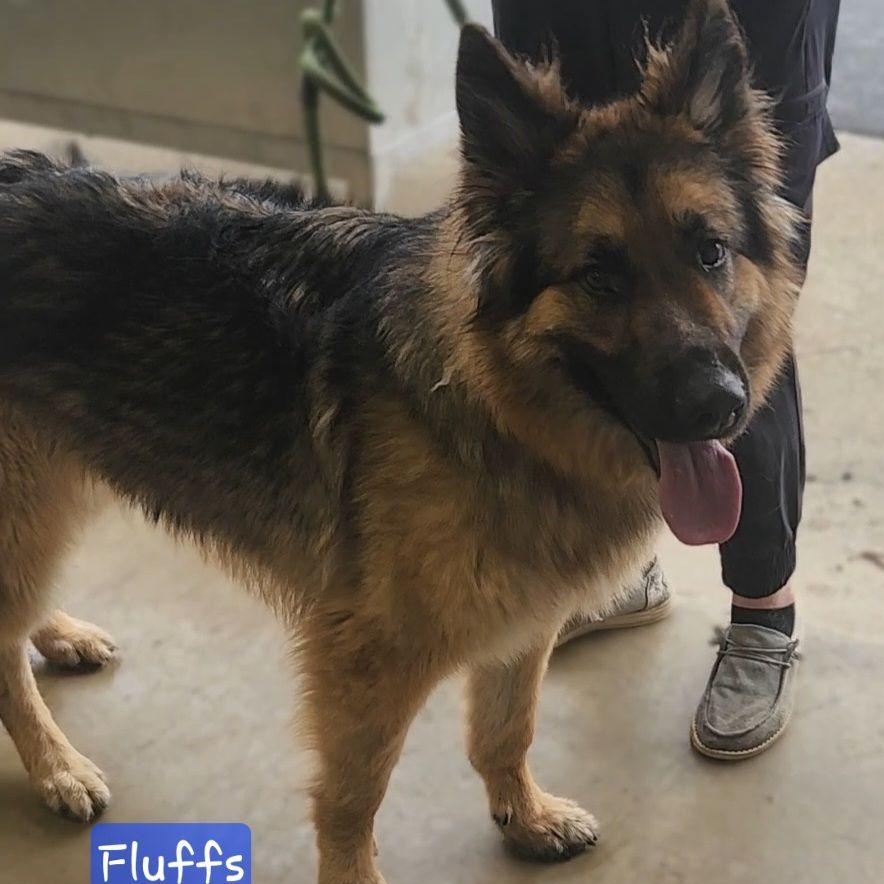 Enlarge FLUFFS, a Adoptable German Shepherd Dog in Ashland, OH image 4/5