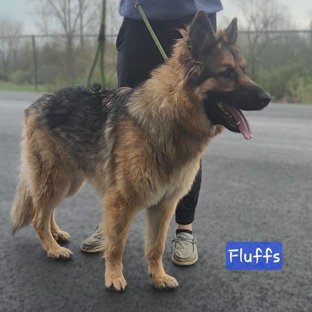 Enlarge FLUFFS, a Adoptable German Shepherd Dog in Ashland, OH image 3/5