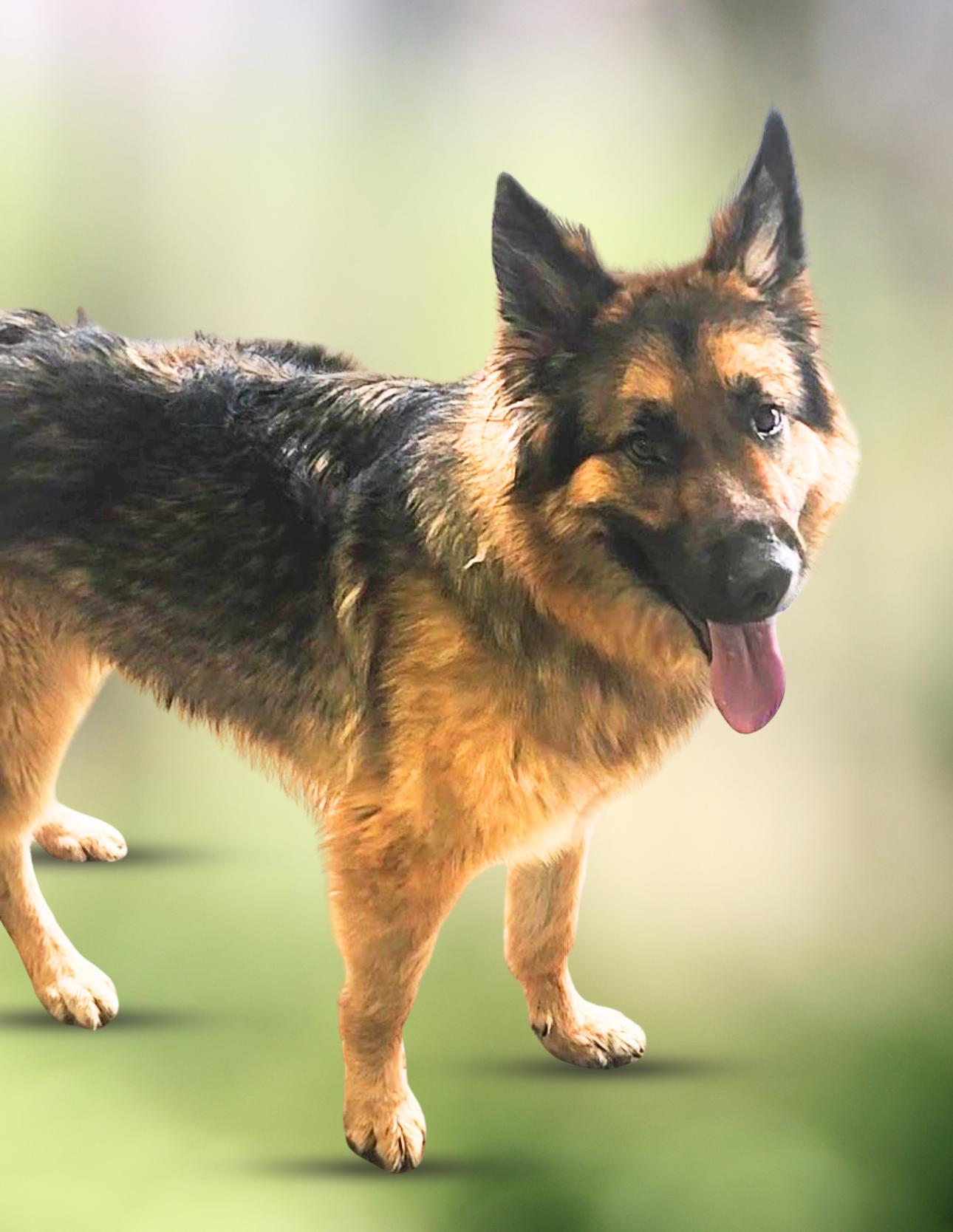 Enlarge FLUFFS, a Adoptable German Shepherd Dog in Ashland, OH image 6/6