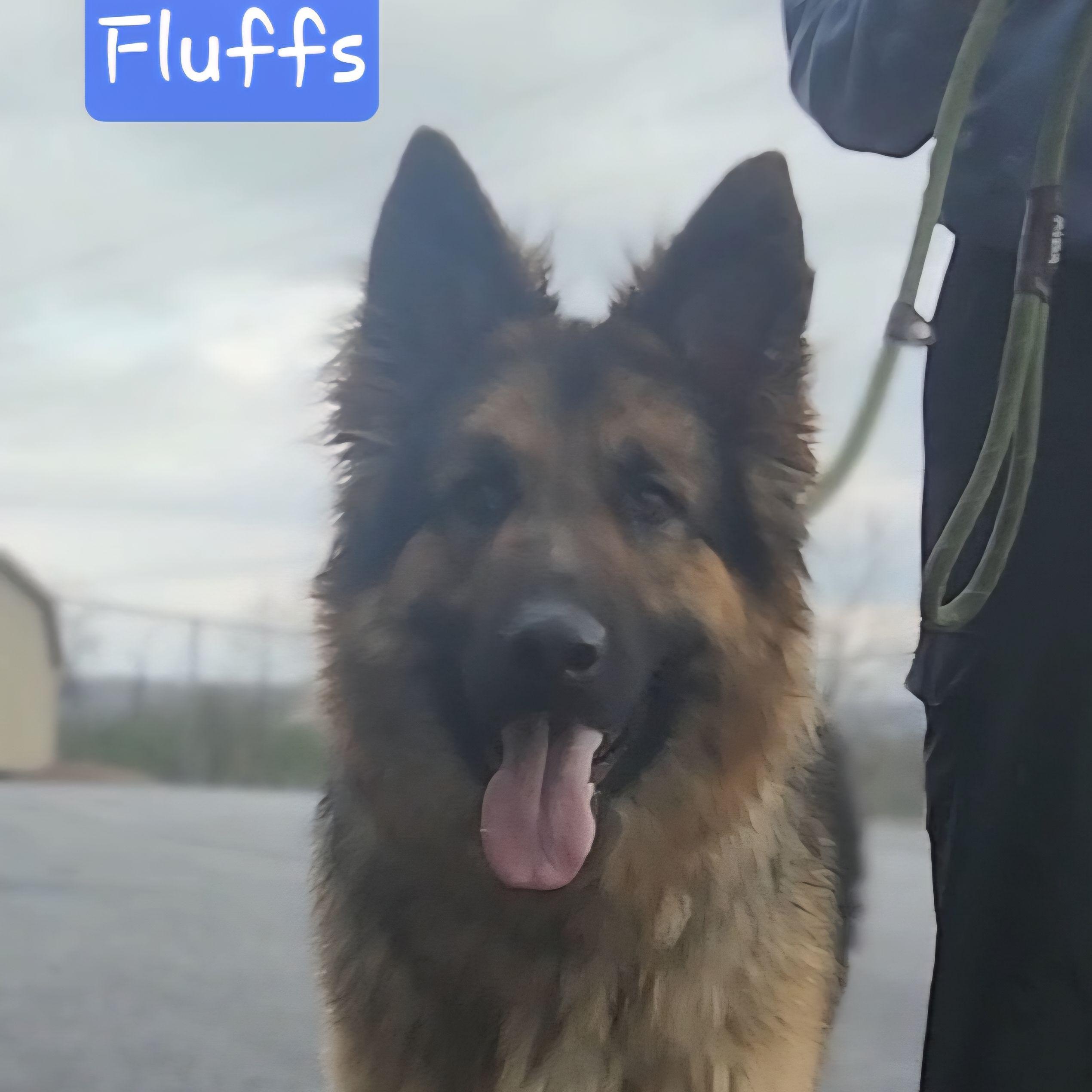 Enlarge FLUFFS, a Adoptable German Shepherd Dog in Ashland, OH image 1/5