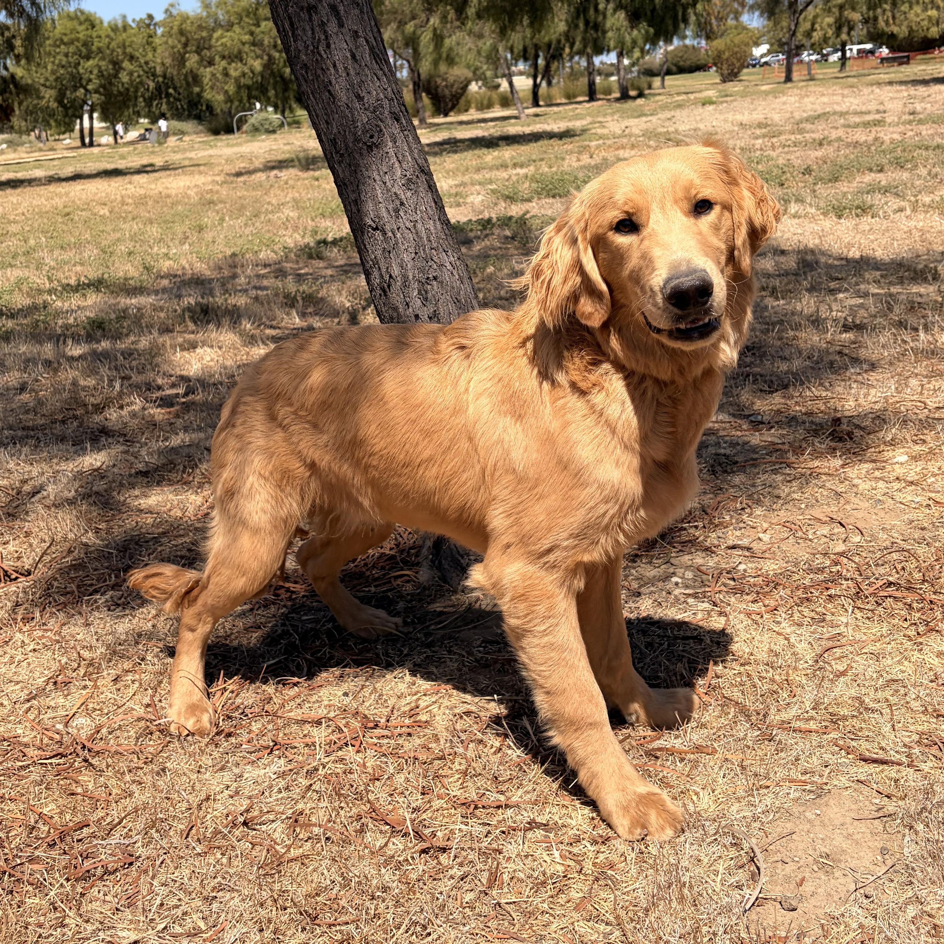 Enlarge Pumkinn, a ADOPTABLE Golden Retriever in Torrance, CA image 4/4