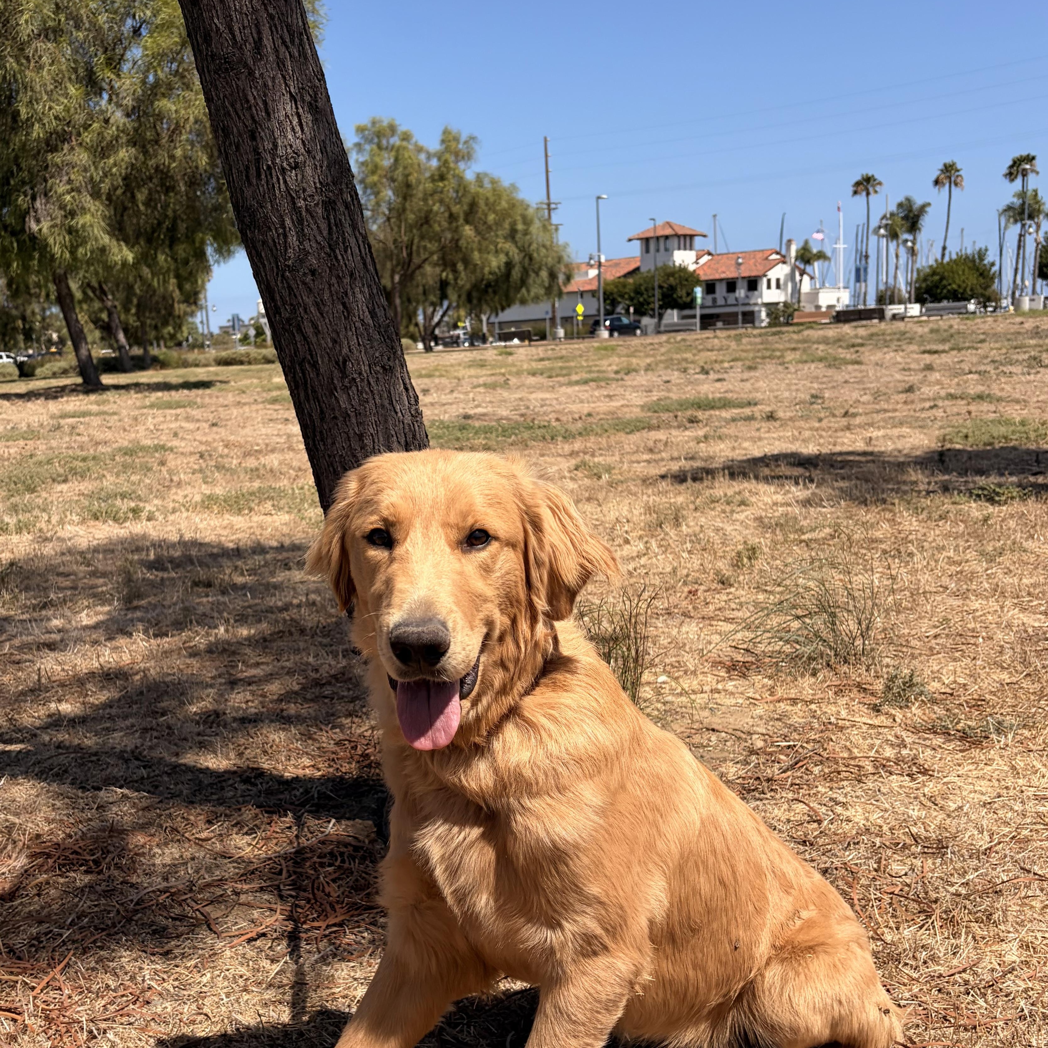 Pumkinn, ADOPTABLE, Young Male Golden Retriever.