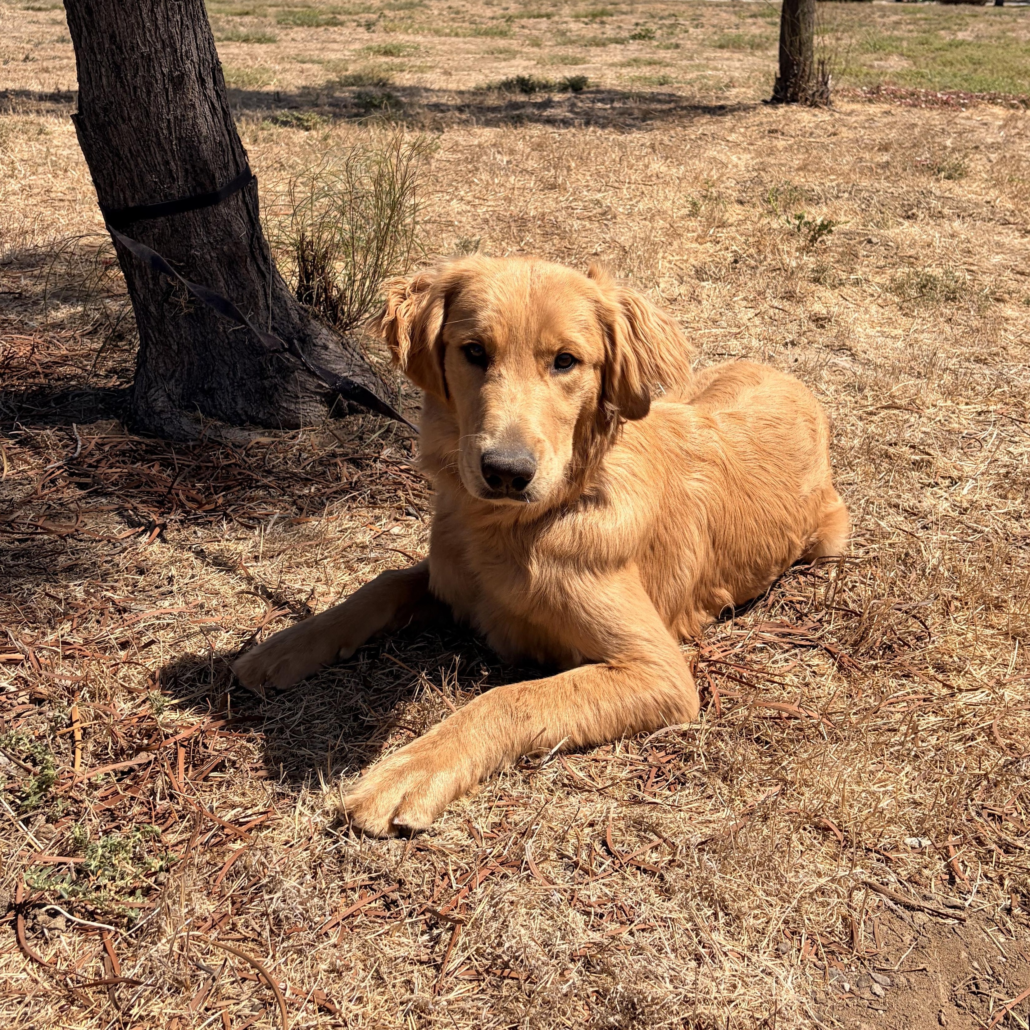 Enlarge Pumkinn, a ADOPTABLE Golden Retriever in Torrance, CA image 2/4