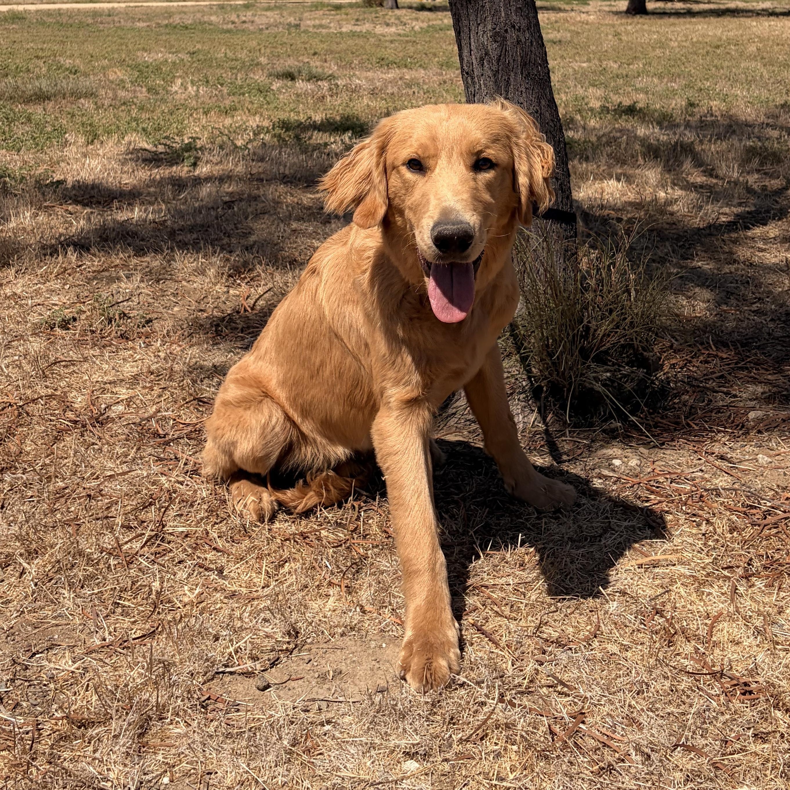 Enlarge Pumkinn, a ADOPTABLE Golden Retriever in Torrance, CA image 3/4