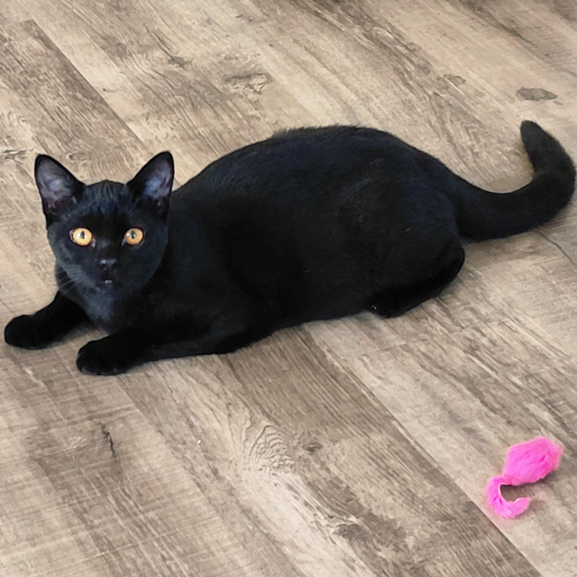 Enlarge Artemis & Sable -CH, a Adoptable mixed breed in Burlington, WA image 2/6