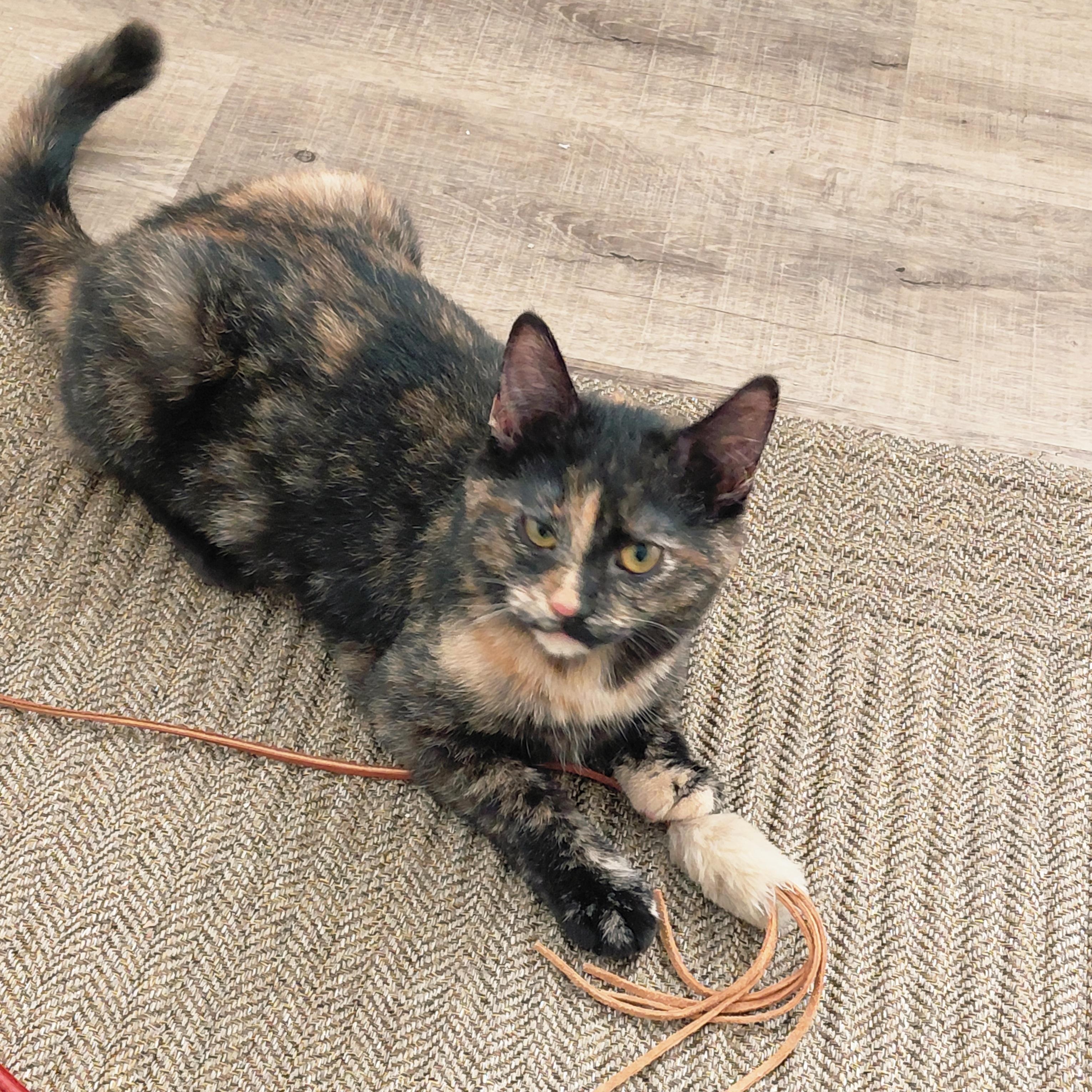 Enlarge Artemis & Sable -CH, a Adoptable mixed breed in Burlington, WA image 4/6