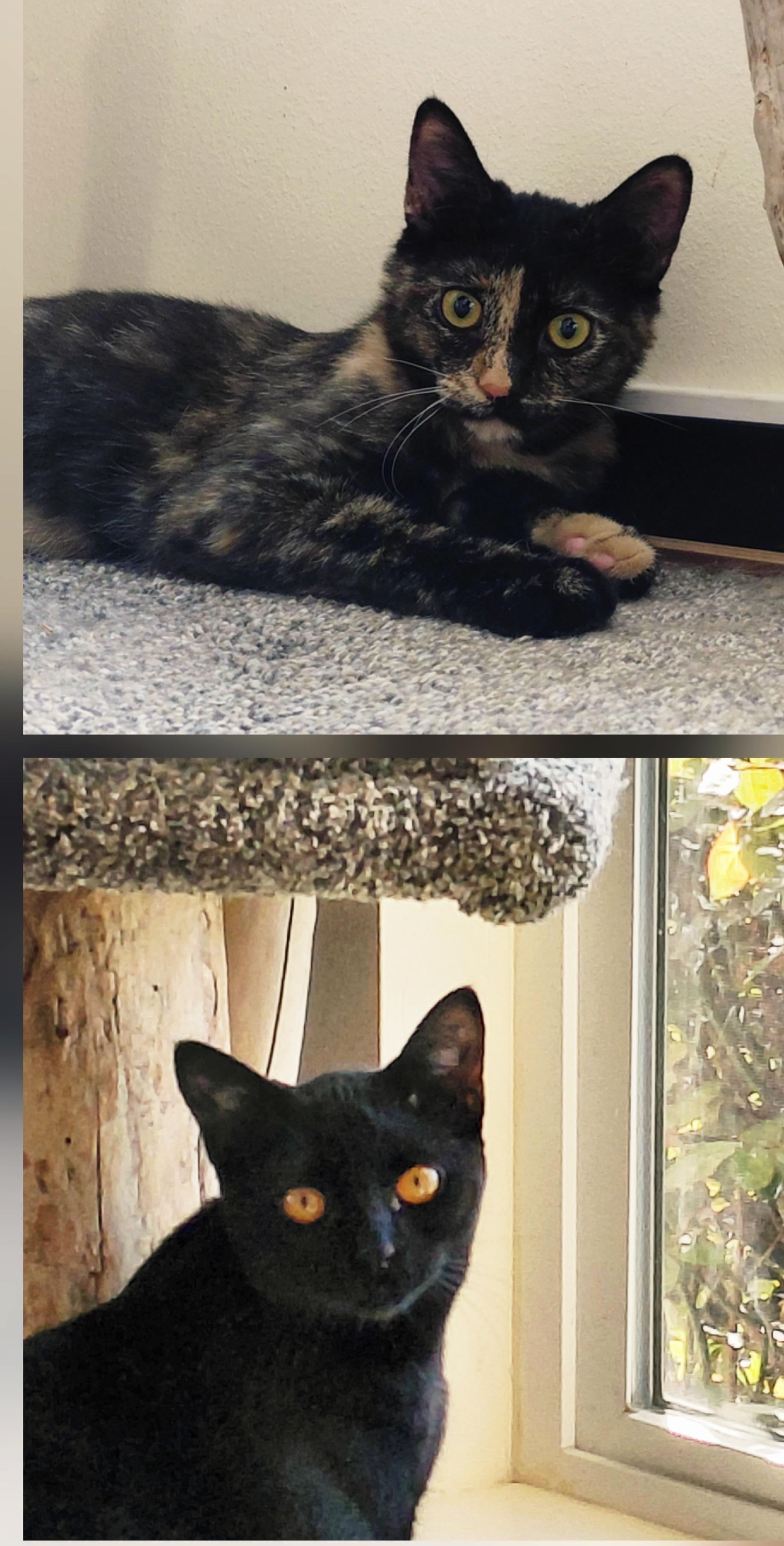 Enlarge Artemis & Sable -CH, a Adoptable mixed breed in Burlington, WA image 2/6