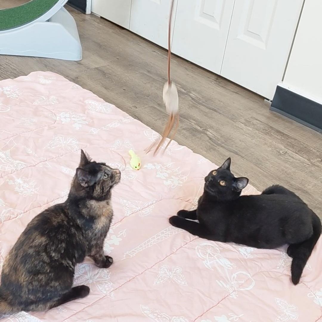 Enlarge Artemis & Sable -CH, a Adoptable mixed breed in Burlington, WA image 5/6