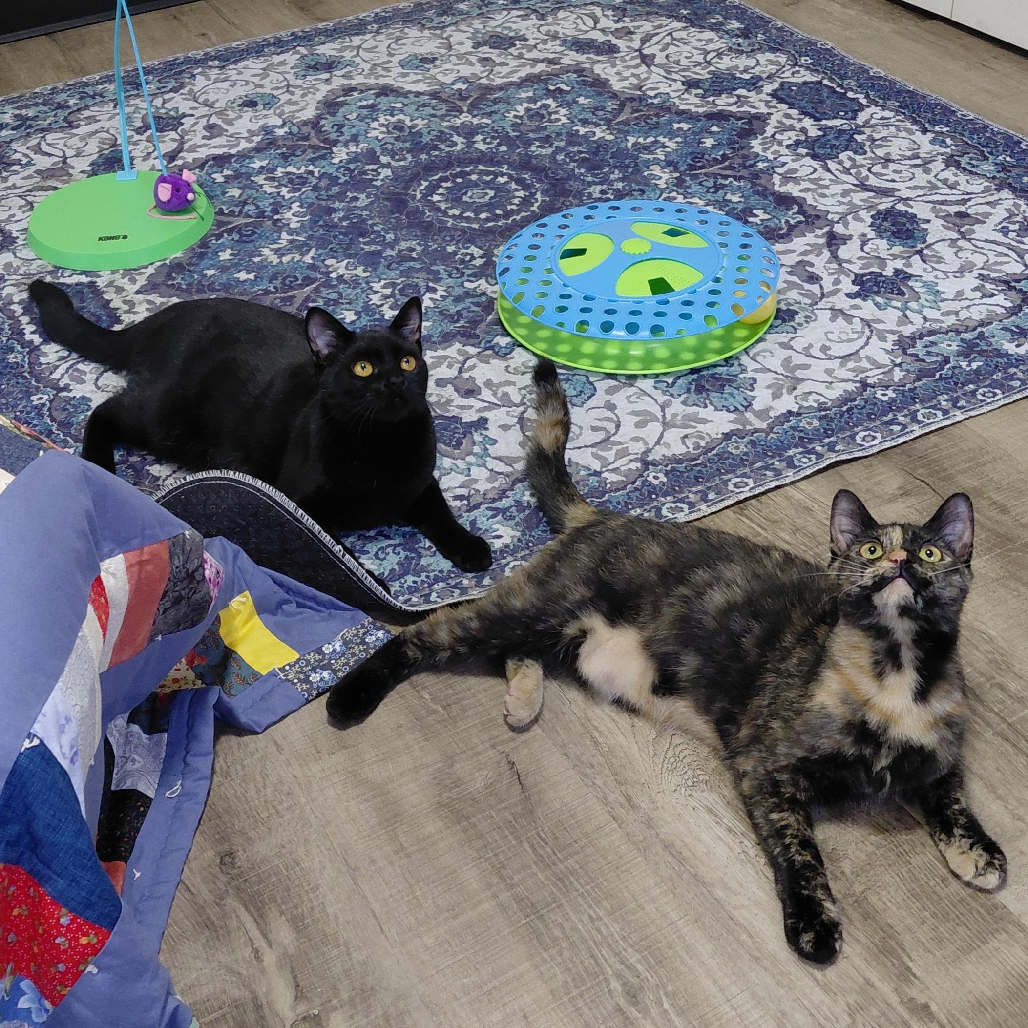 Enlarge Artemis & Sable -CH, a Adoptable mixed breed in Burlington, WA image 2/6