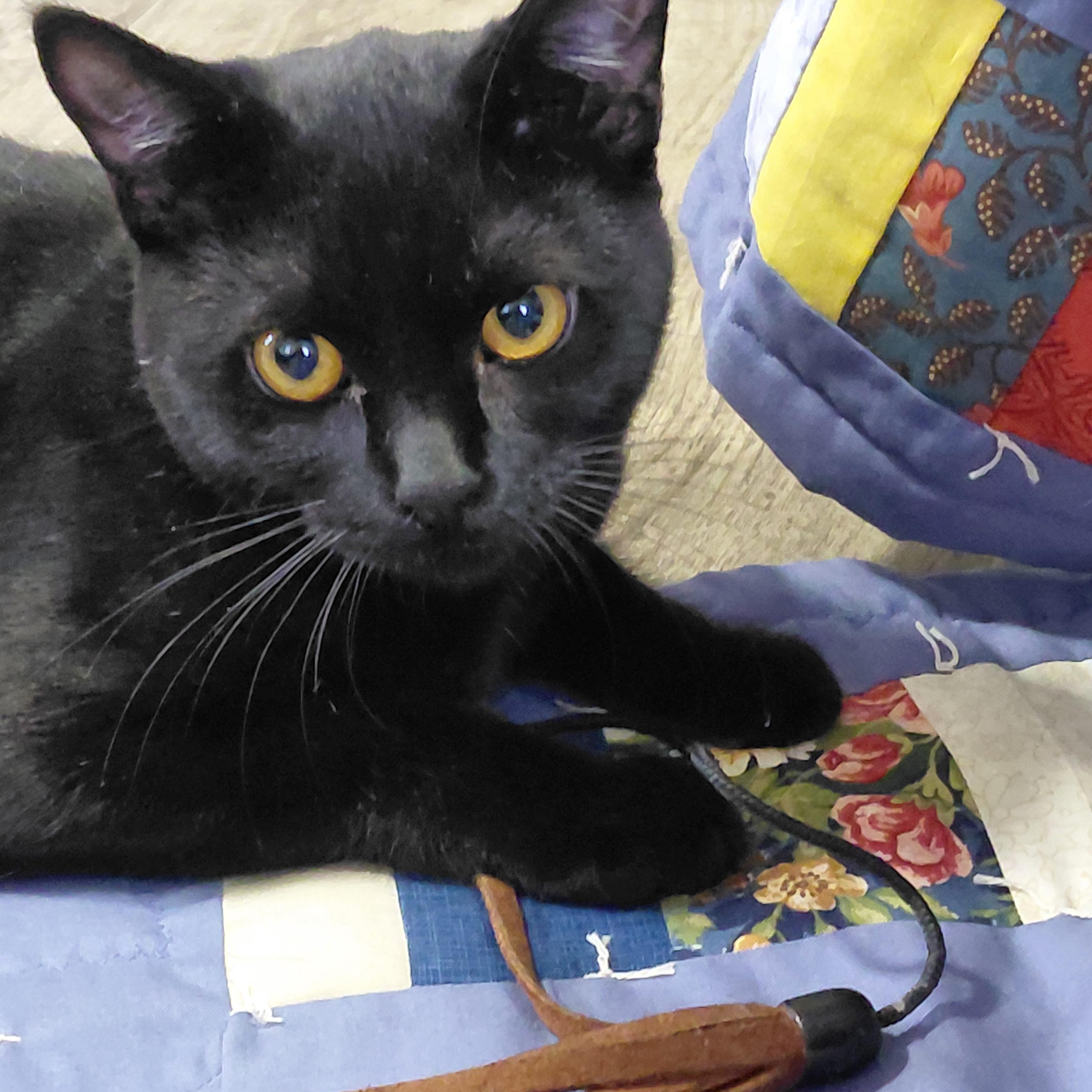 Enlarge Artemis & Sable -CH, a Adoptable mixed breed in Burlington, WA image 3/6