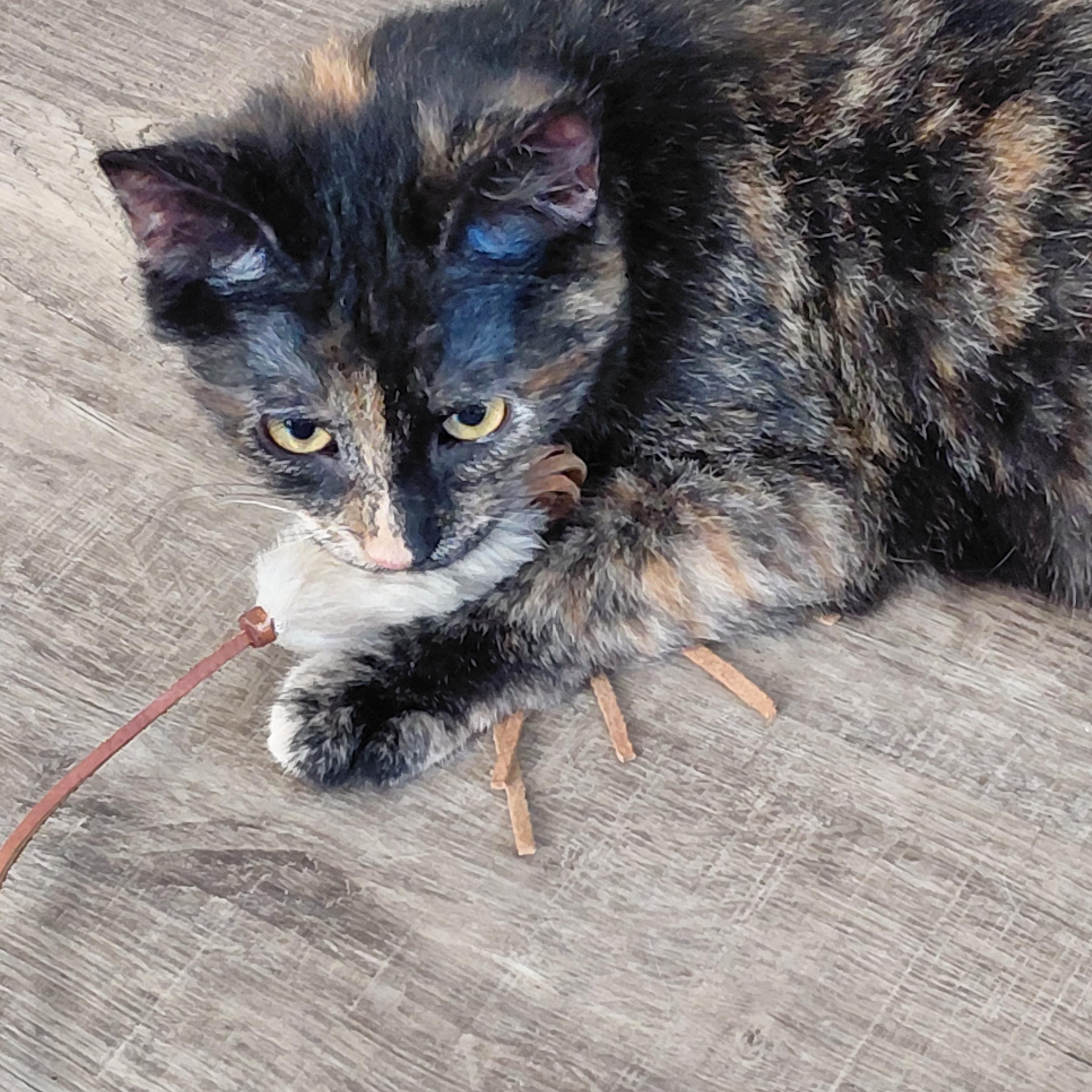 Enlarge Artemis & Sable -CH, a Adoptable mixed breed in Burlington, WA image 3/6