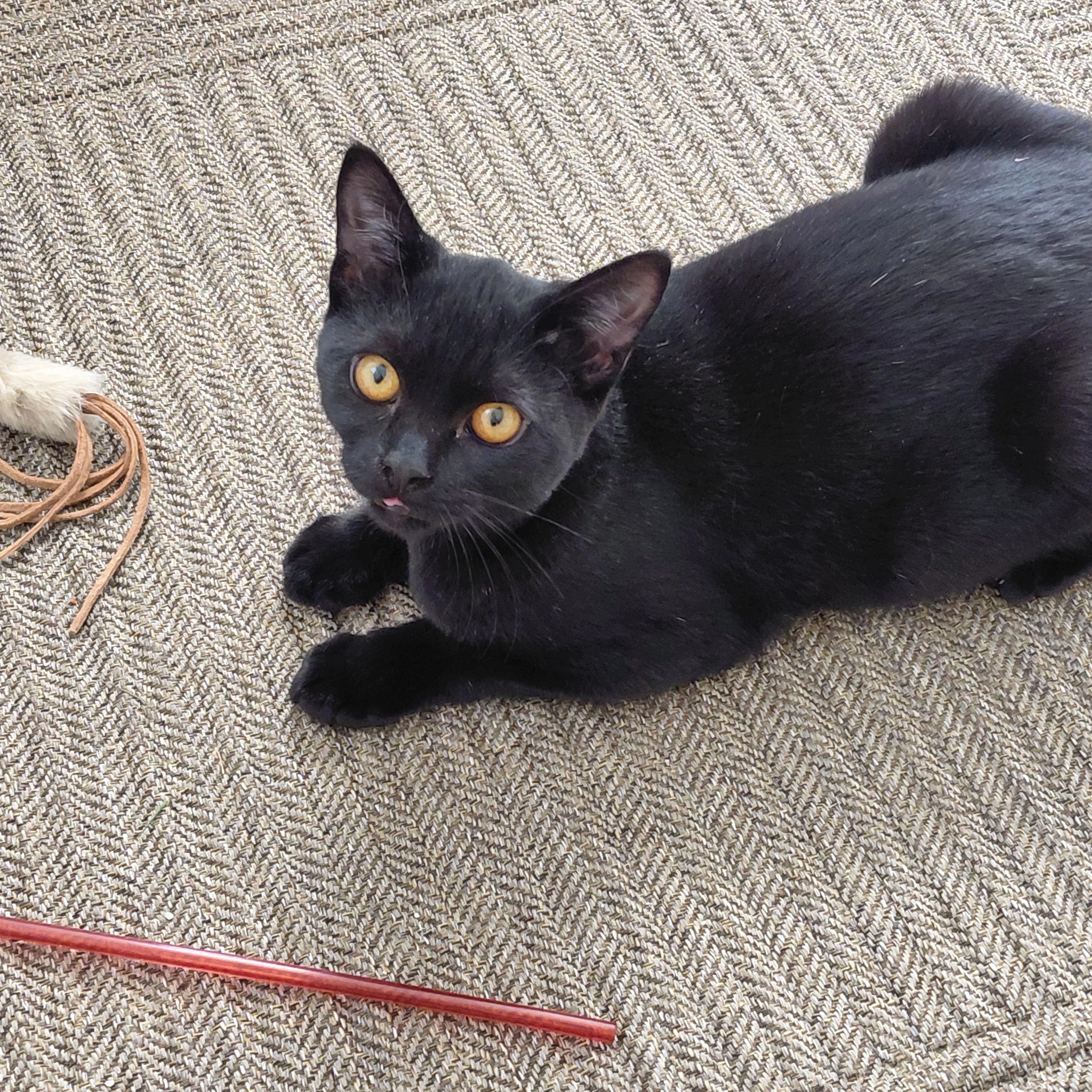 Enlarge Artemis & Sable -CH, a Adoptable mixed breed in Burlington, WA image 6/6