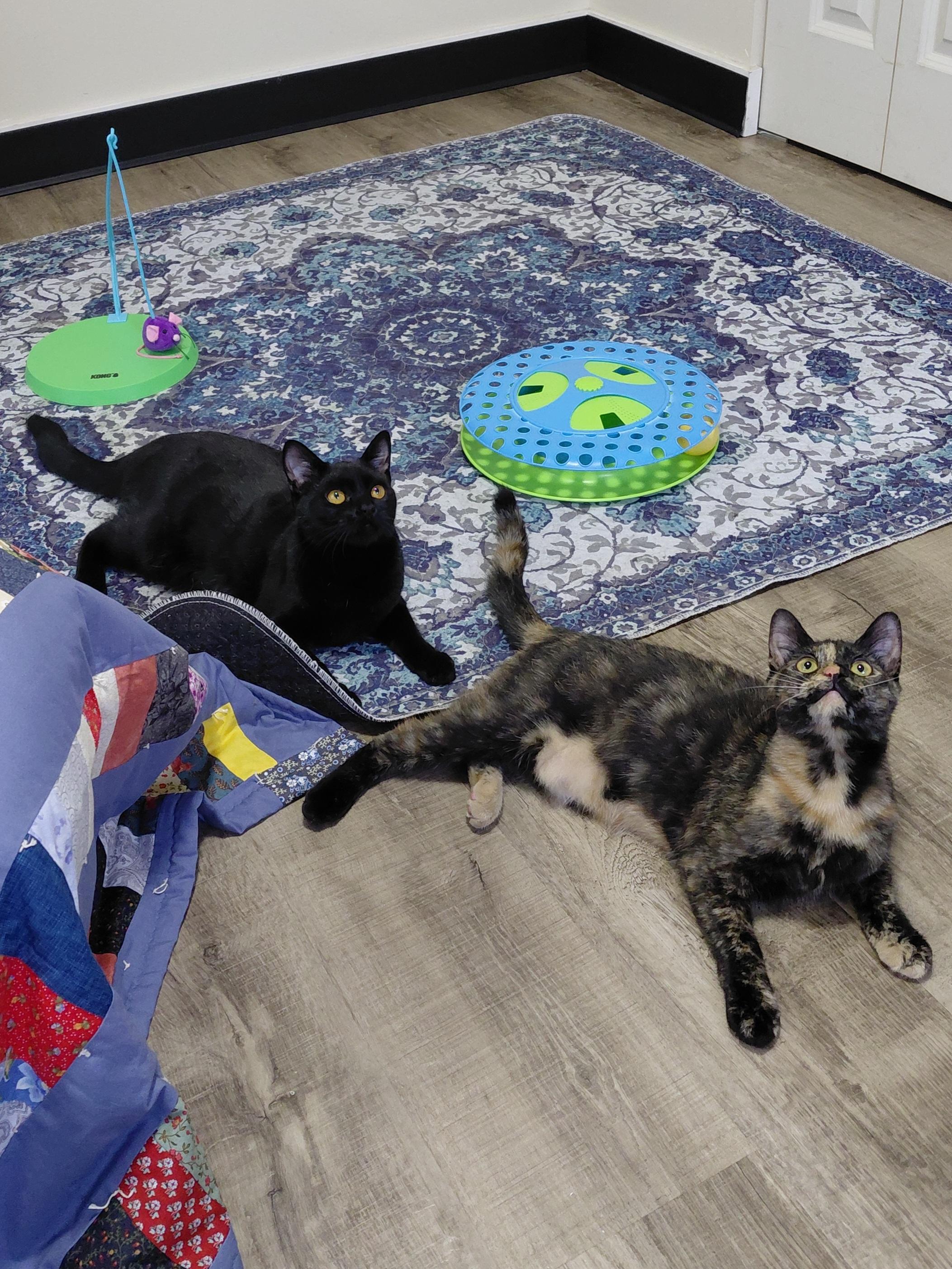 Arti & Sable -CH, Adoptable, Young Female Domestic Short Hair.