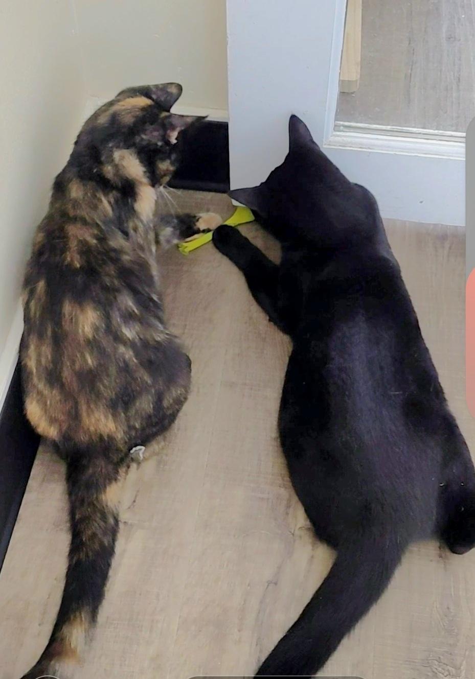 Enlarge Artemis & Sable -CH, a Adoptable mixed breed in Burlington, WA image 1/6