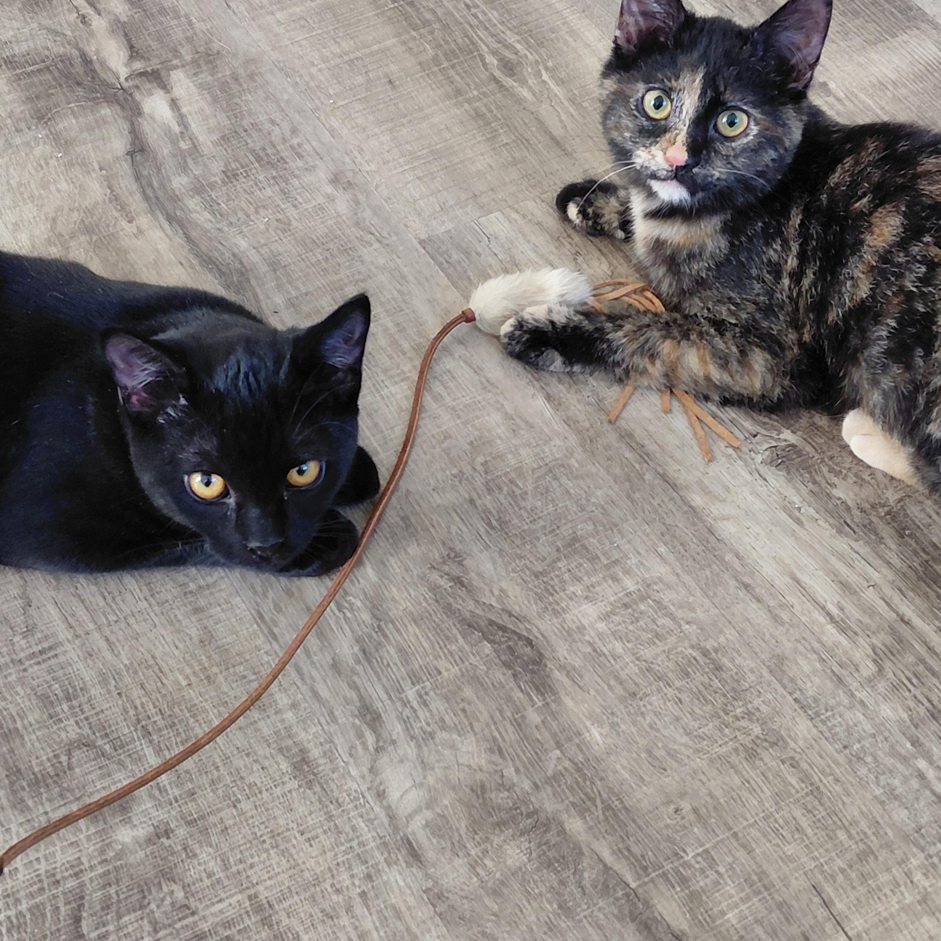 Enlarge Artemis & Sable -CH, a Adoptable mixed breed in Burlington, WA image 1/6