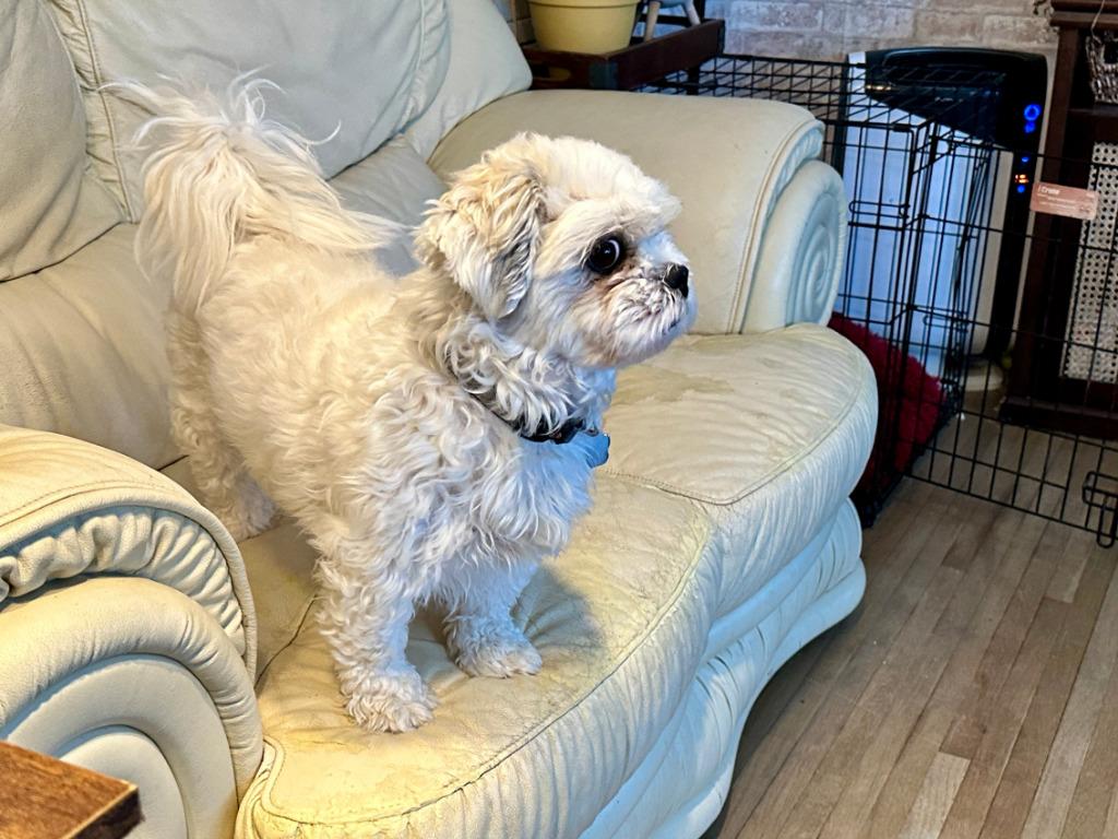 Barclay, Adoptable, Adult Male Shih Tzu & Poodle.