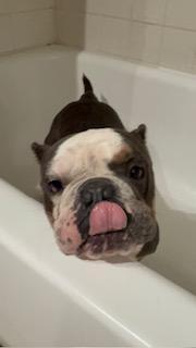 Darla, Adopted, Adult Female English Bulldog.