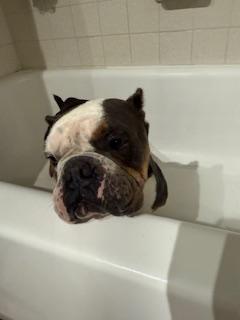 Darla, a Adopted English Bulldog in Mesa, AZ image 2/6