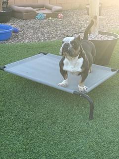 Darla, a Adopted English Bulldog in Mesa, AZ image 3/6