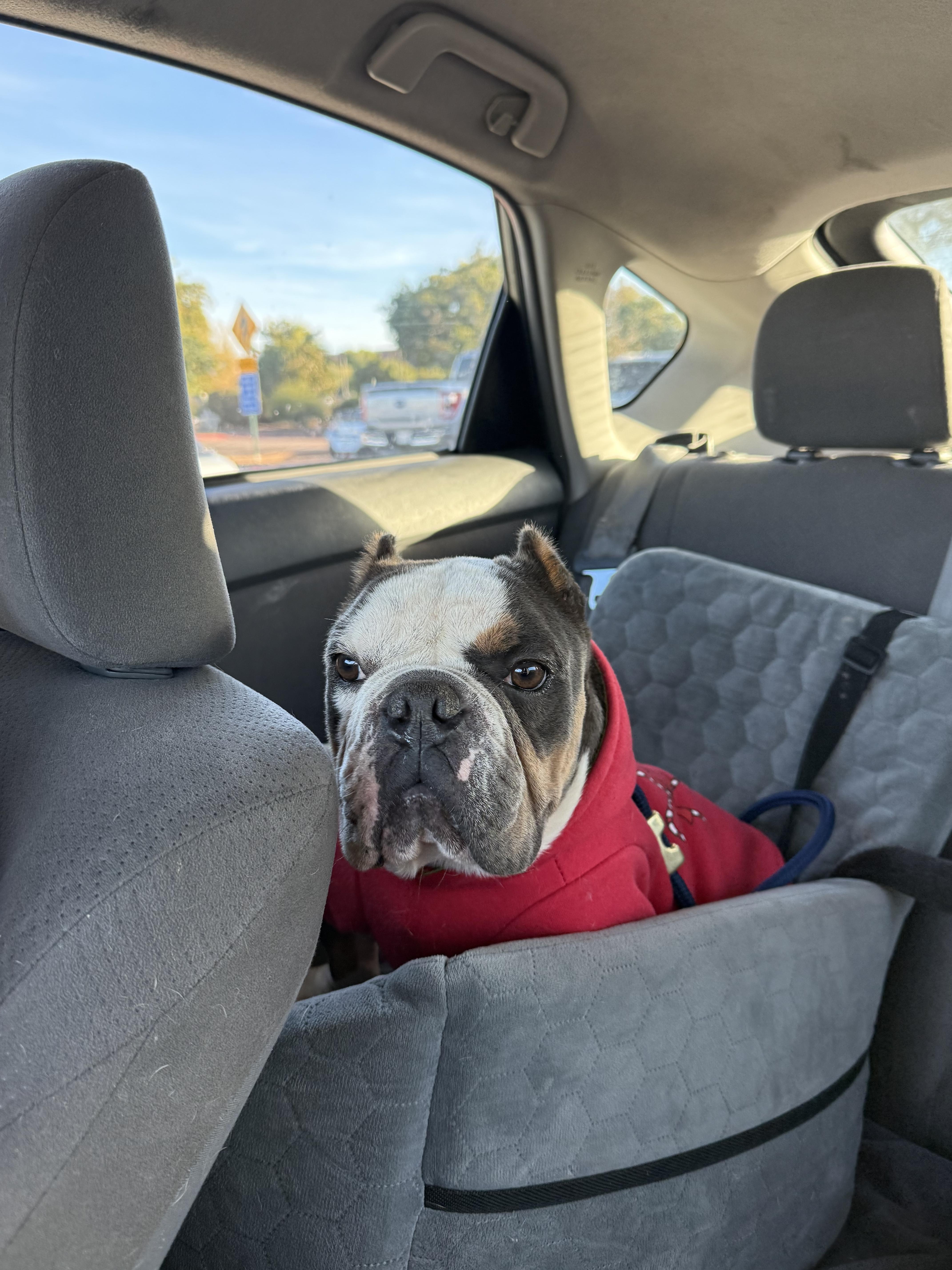 Darla, a Adopted English Bulldog in Mesa, AZ image 4/6