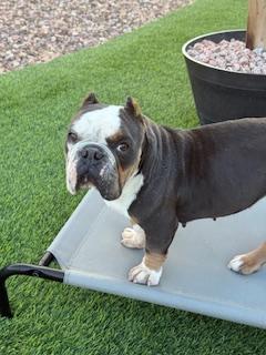 Darla, a Adopted English Bulldog in Mesa, AZ image 5/6