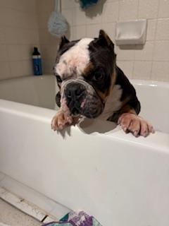 Darla, a Adopted English Bulldog in Mesa, AZ image 6/6