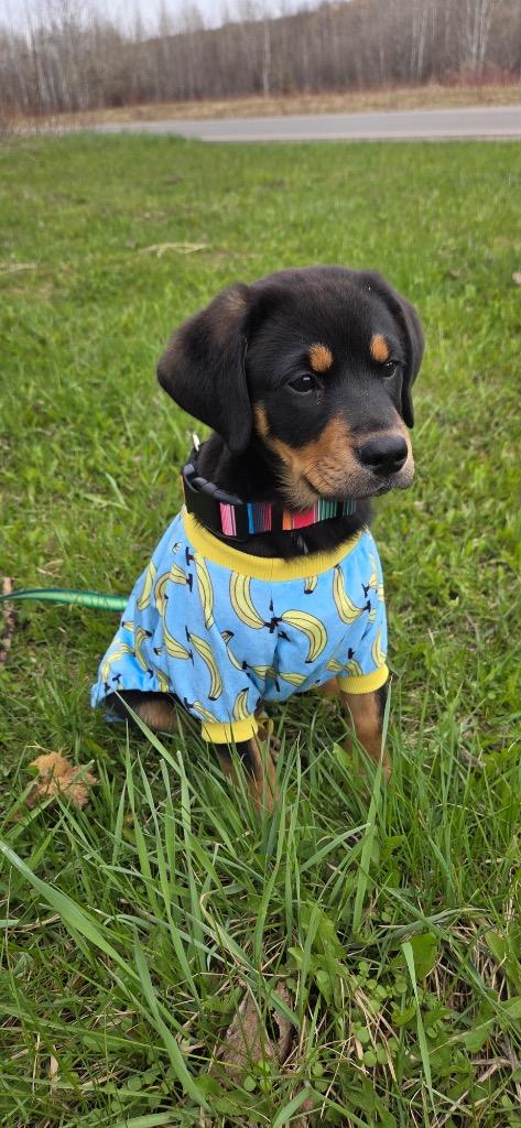 Enlarge Inez, a Adopted mixed breed in Virginia, MN image 1/1