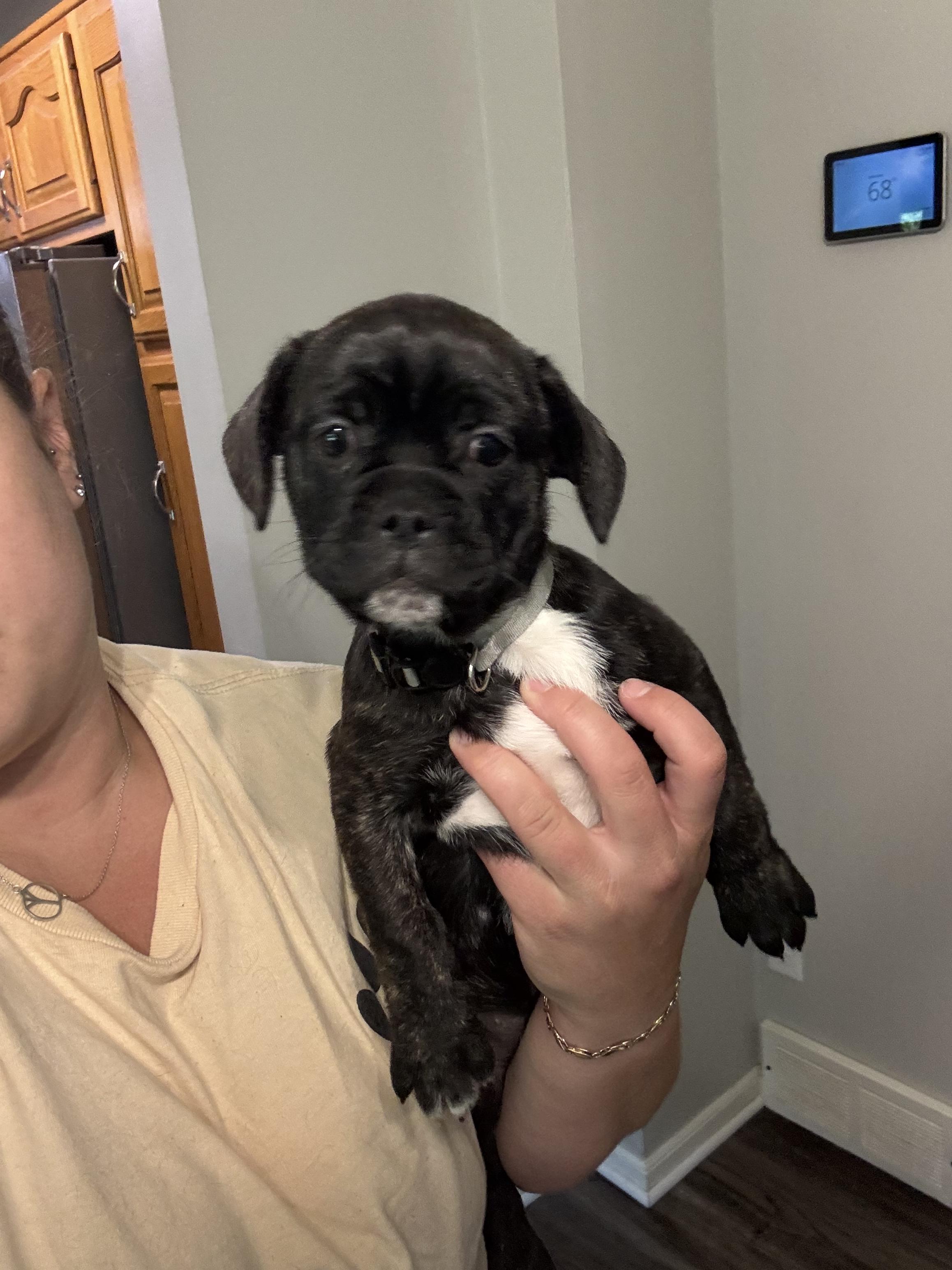 Penelope