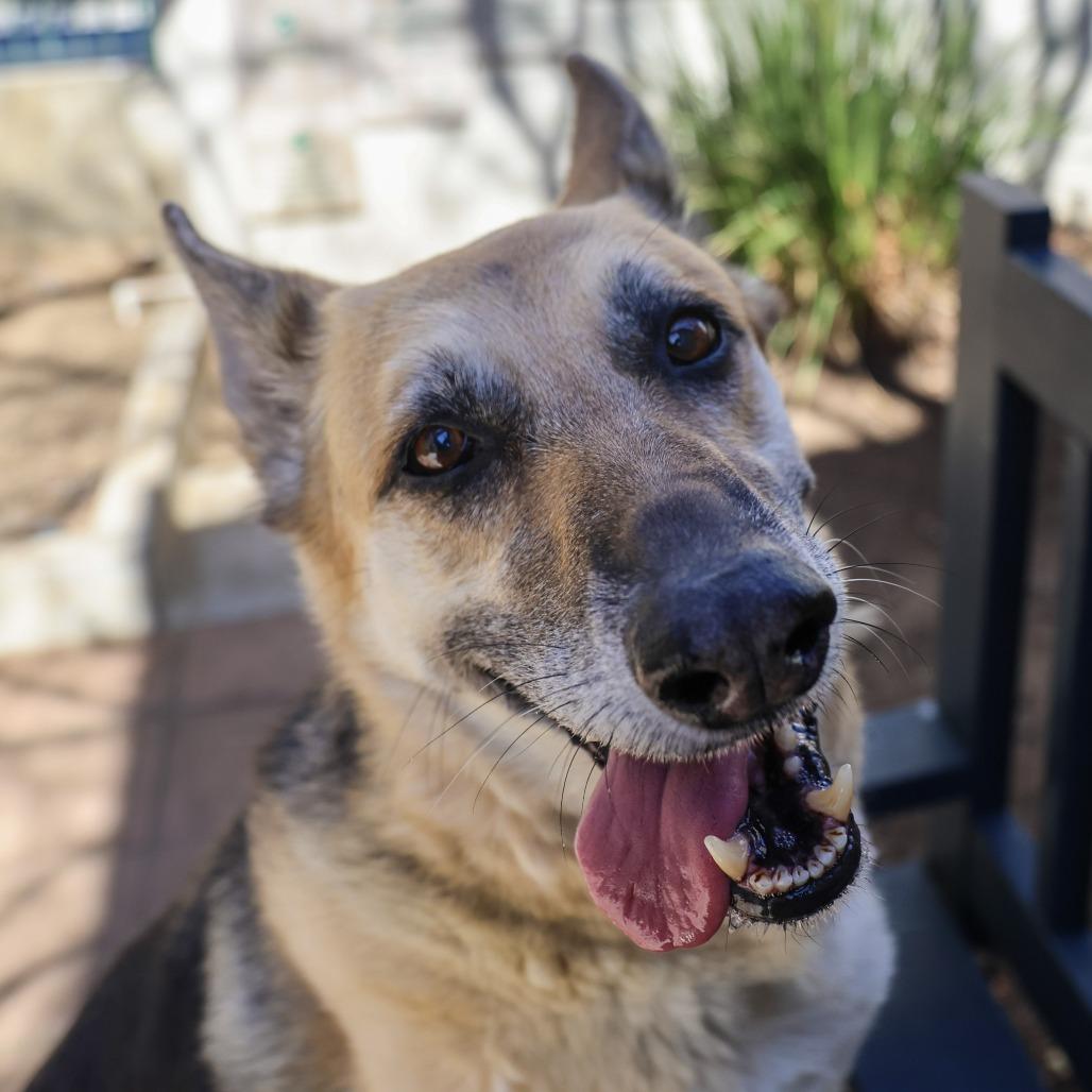 Bella, Adoptable, Senior Female German Shepherd Dog.