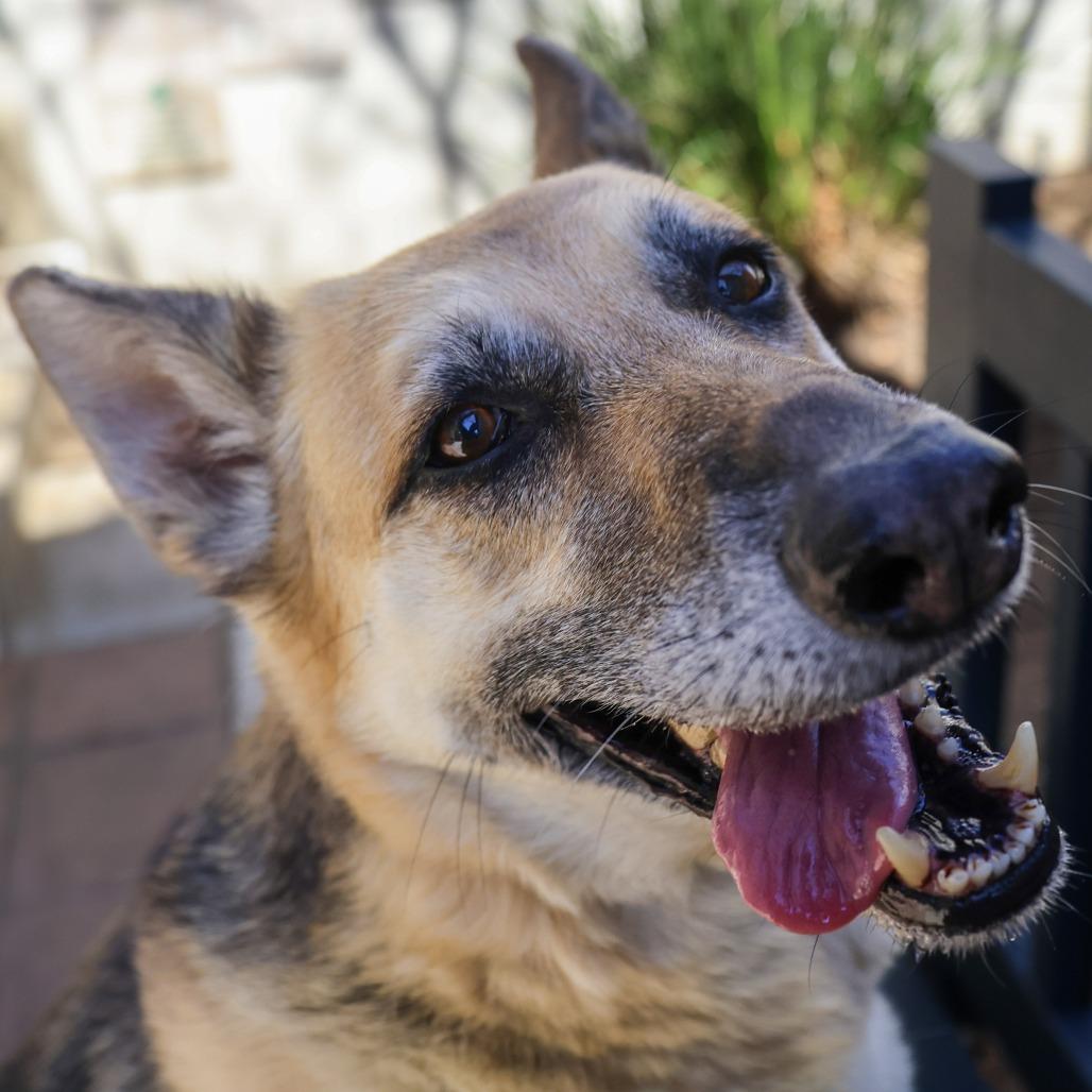 Enlarge Bella, a Adoptable German Shepherd Dog in Pasadena, CA image 2/6