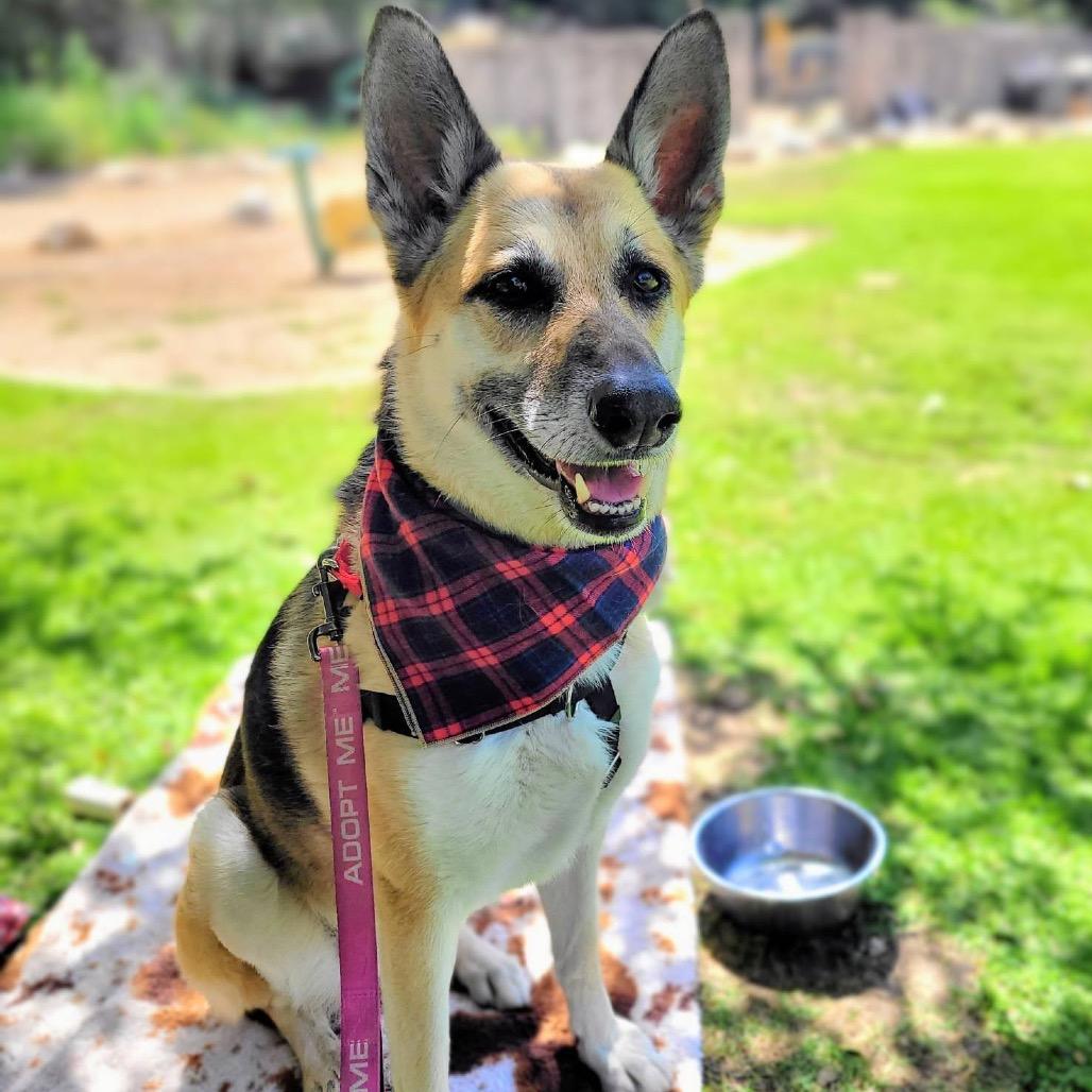 Enlarge Bella, a Adoptable German Shepherd Dog in Pasadena, CA image 3/6