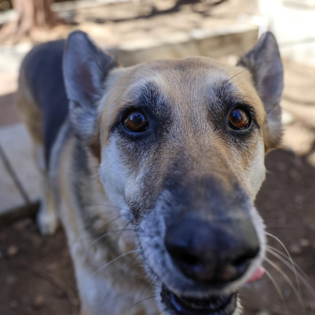 Enlarge Bella, a Adoptable German Shepherd Dog in Pasadena, CA image 3/6