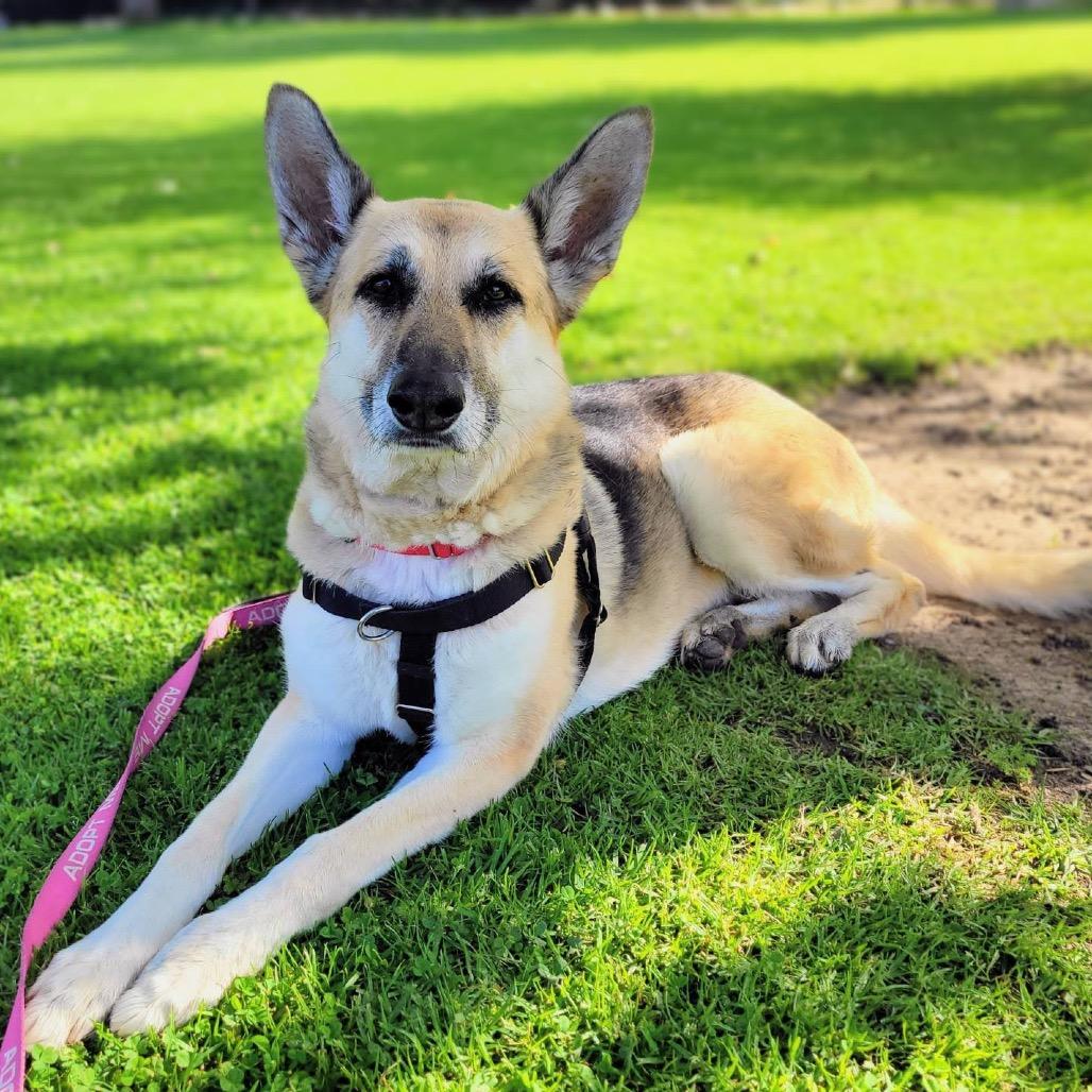 Enlarge Bella, a Adoptable German Shepherd Dog in Pasadena, CA image 4/6