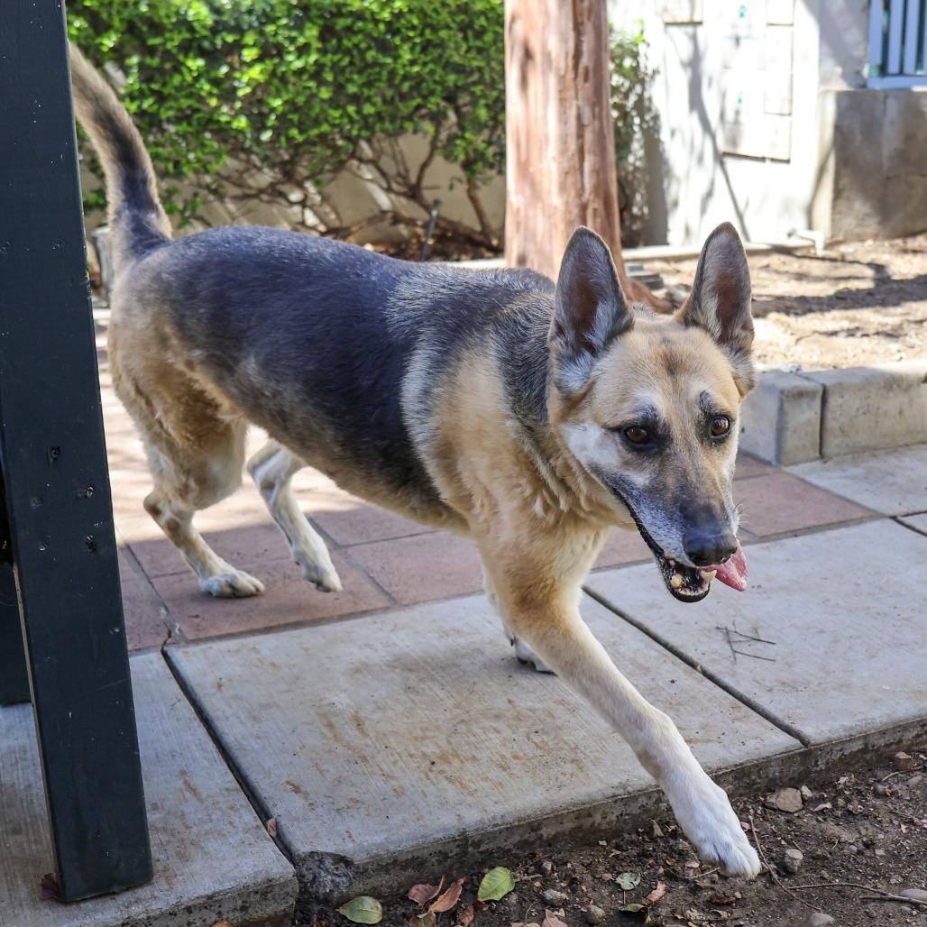 Enlarge Bella, a Adoptable German Shepherd Dog in Pasadena, CA image 5/6