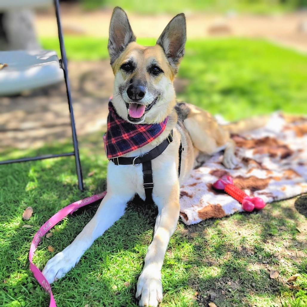 Enlarge Bella, a Adoptable German Shepherd Dog in Pasadena, CA image 6/6