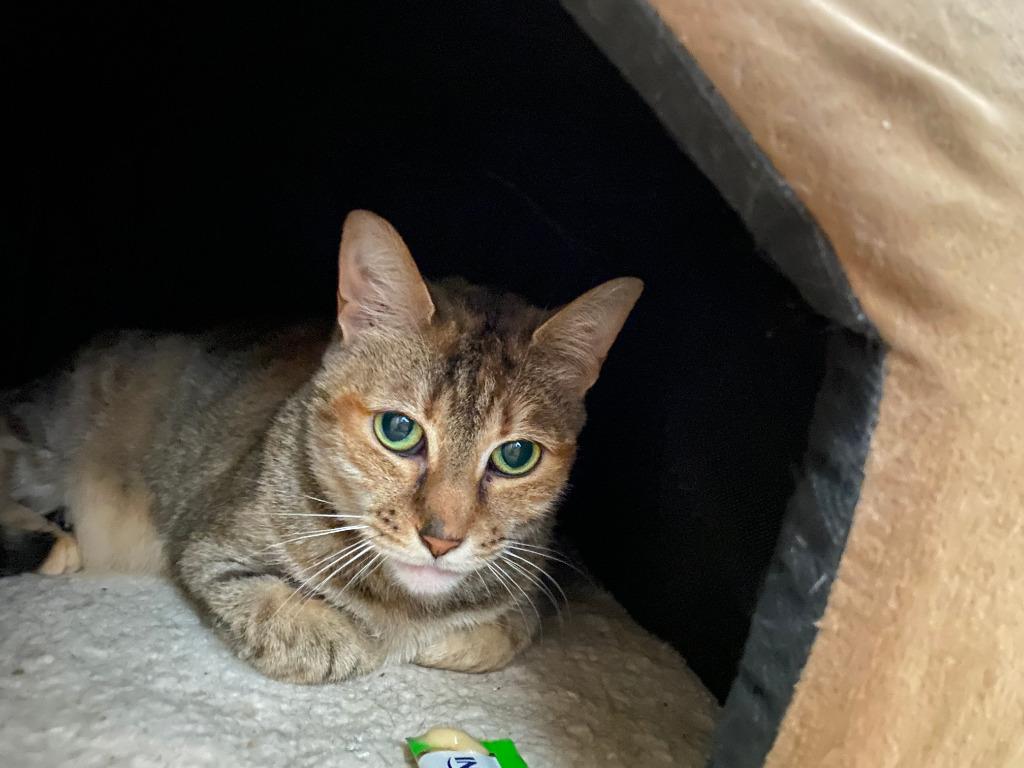 Sandy, Adoptable, Adult Female American Shorthair & Domestic Short Hair.