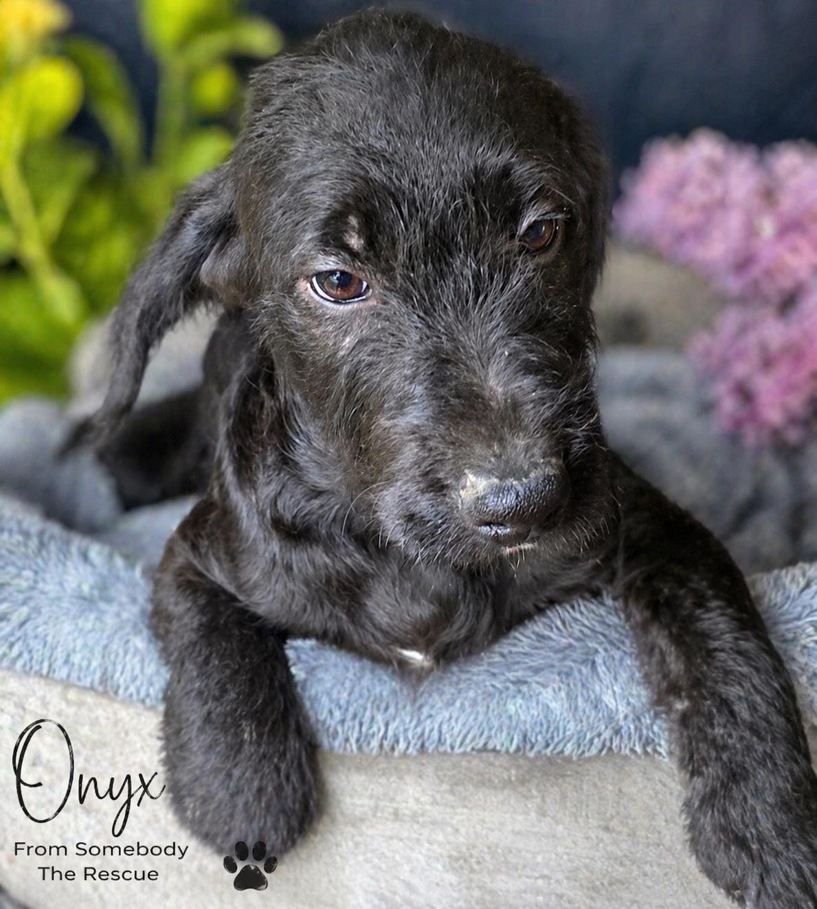 Onyx, ADOPTABLE, Puppy Male Mixed Breed.