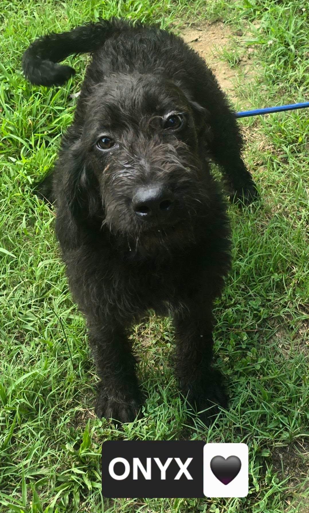 Onyx, a ADOPTABLE Mixed Breed in Corinth, MS image 1/2