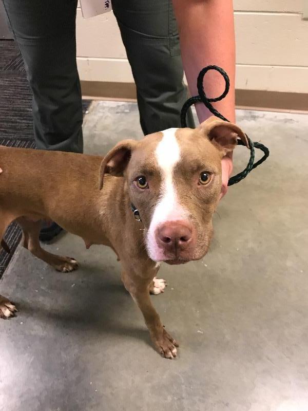 CARMA, Adopted, Senior Female Pit Bull Terrier.