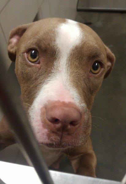 Enlarge CARMA, a Adopted Pit Bull Terrier in Wintersville, OH image 2/6
