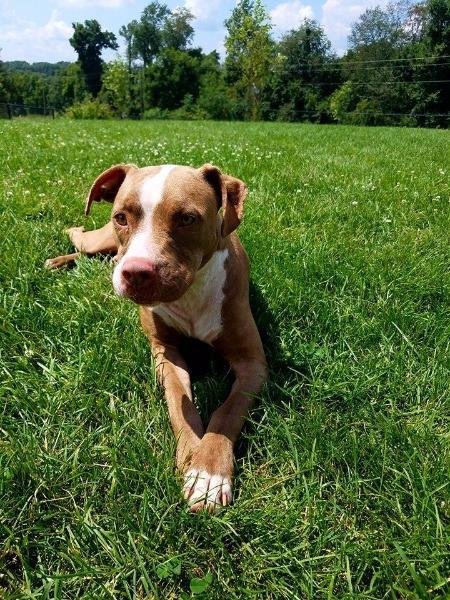 Enlarge CARMA, a Adopted Pit Bull Terrier in Wintersville, OH image 3/6