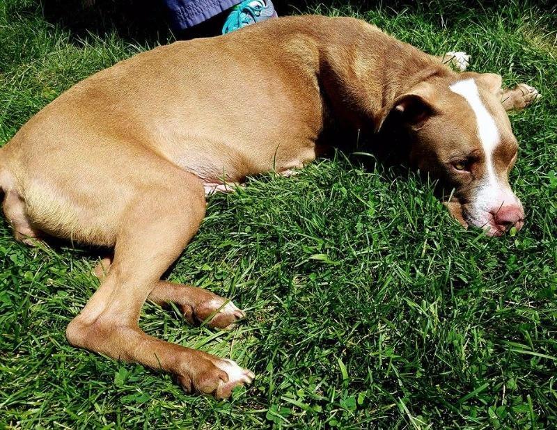 Enlarge CARMA, a Adopted Pit Bull Terrier in Wintersville, OH image 4/6