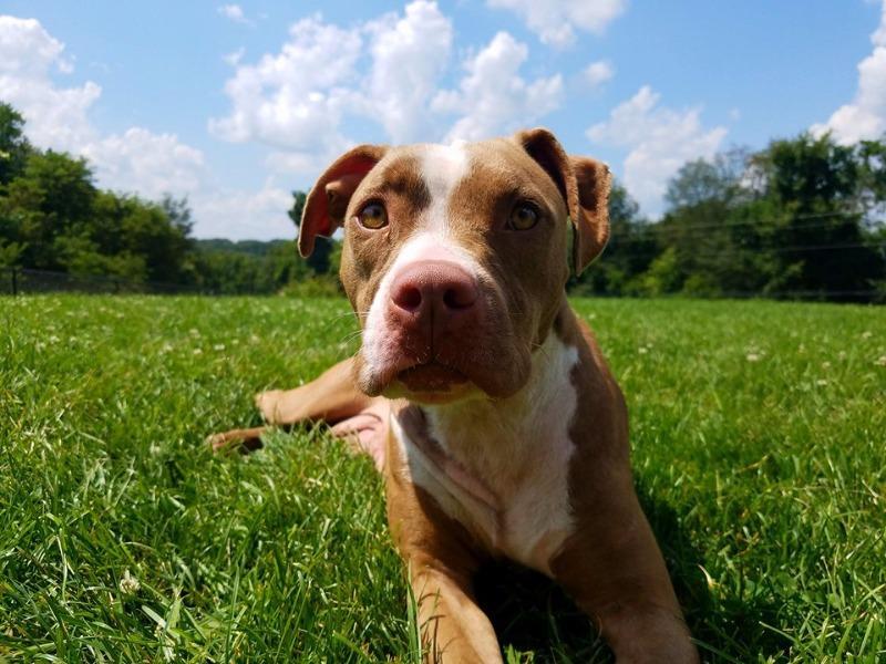 Enlarge CARMA, a Adopted Pit Bull Terrier in Wintersville, OH image 5/6