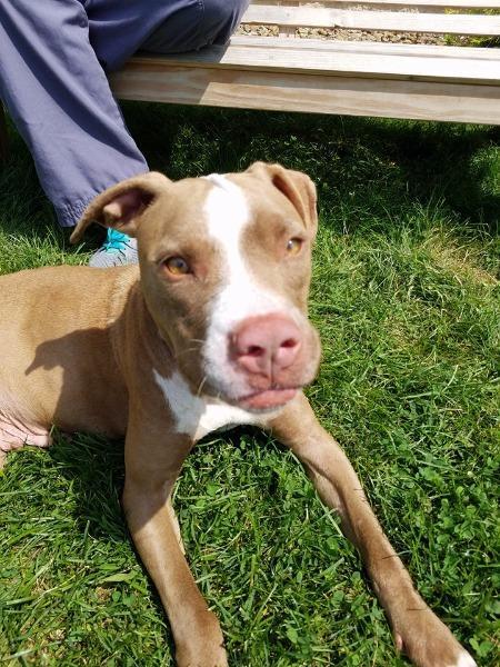 Enlarge CARMA, a Adopted Pit Bull Terrier in Wintersville, OH image 6/6