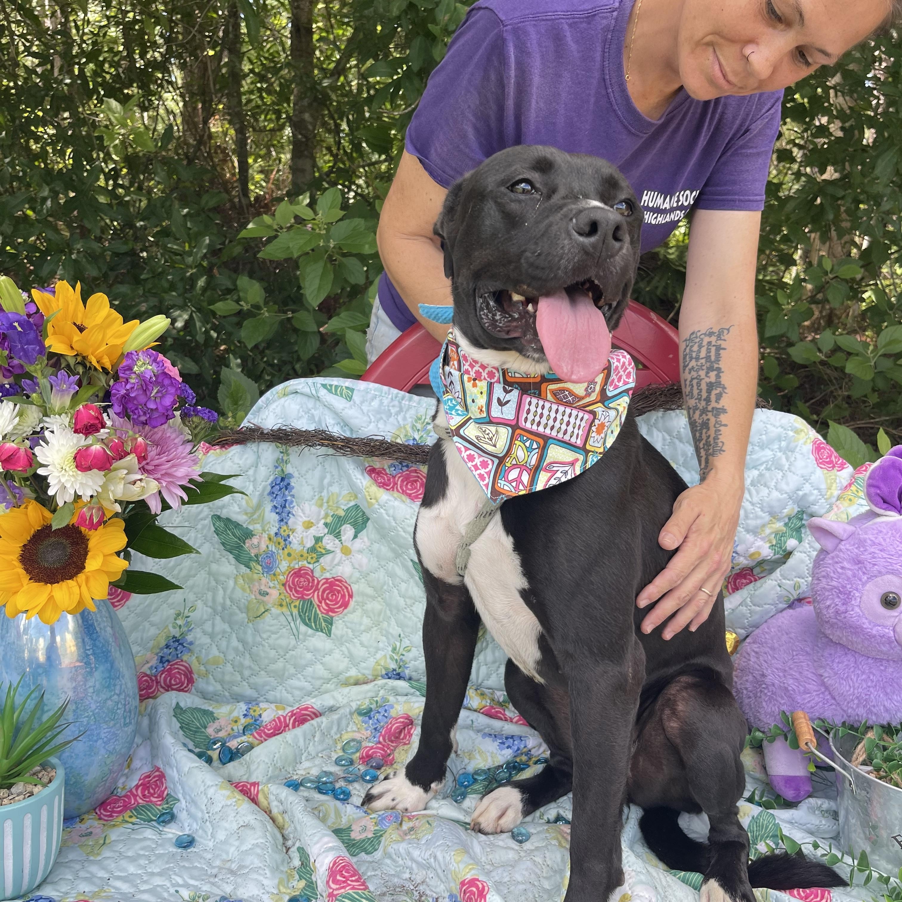 Qui Qui, a Adoptable mixed breed in Sebring, FL image 5/6