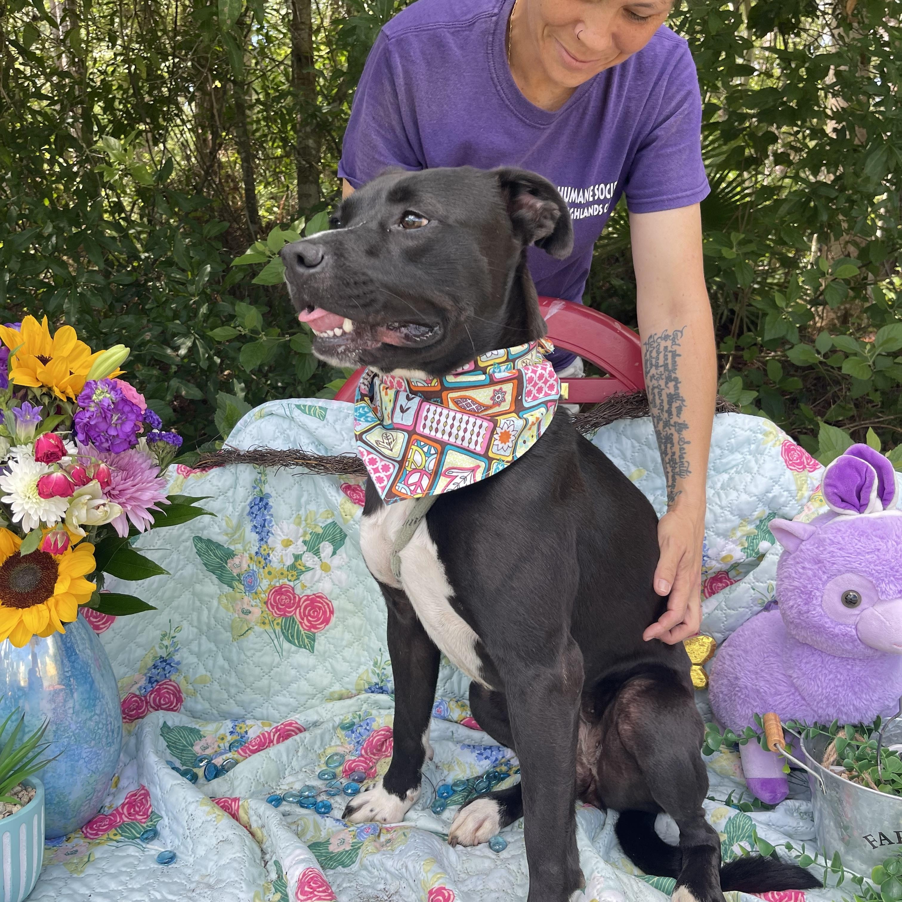 Qui Qui, a Adoptable mixed breed in Sebring, FL image 2/6