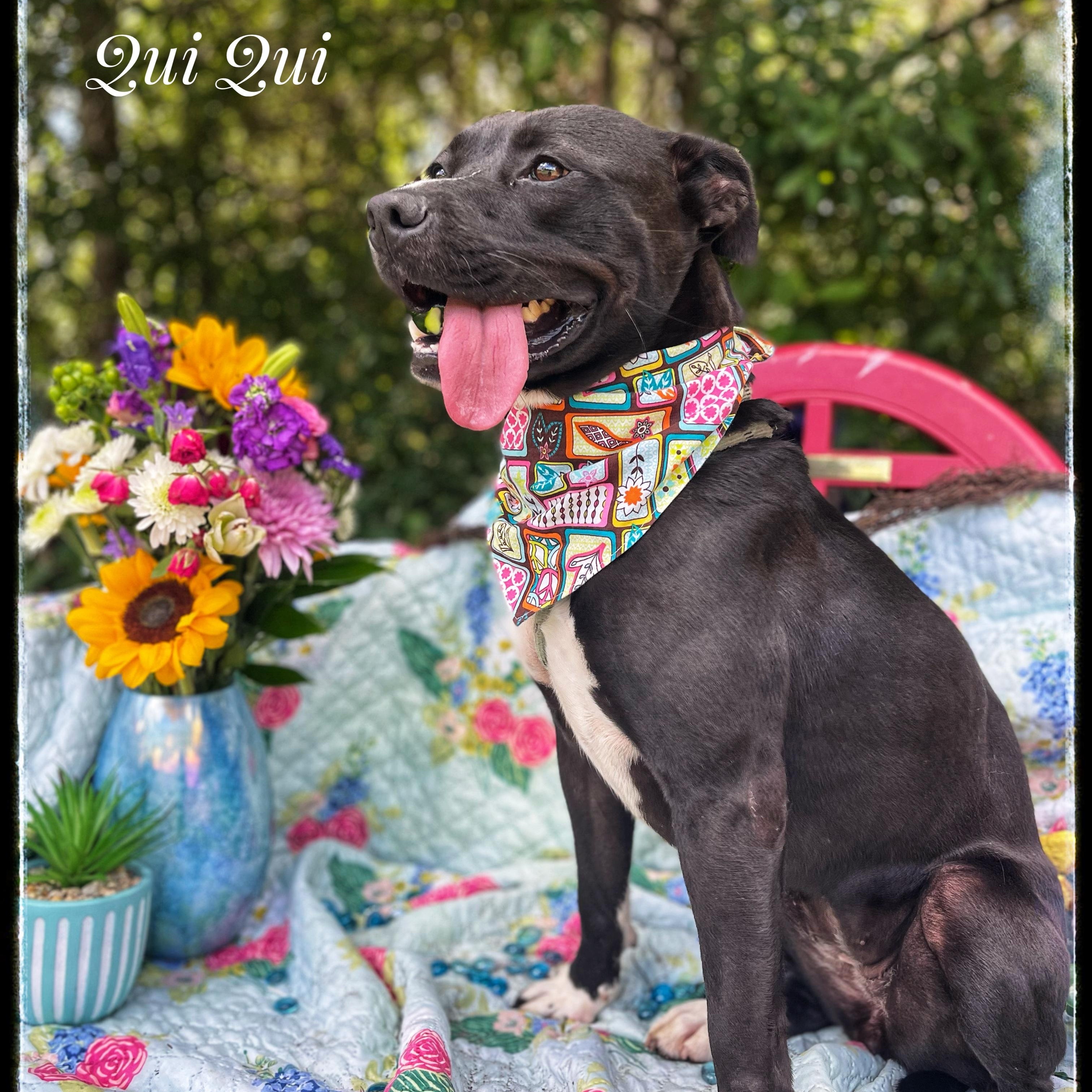 Qui Qui, Adult Female Black Labrador Retriever