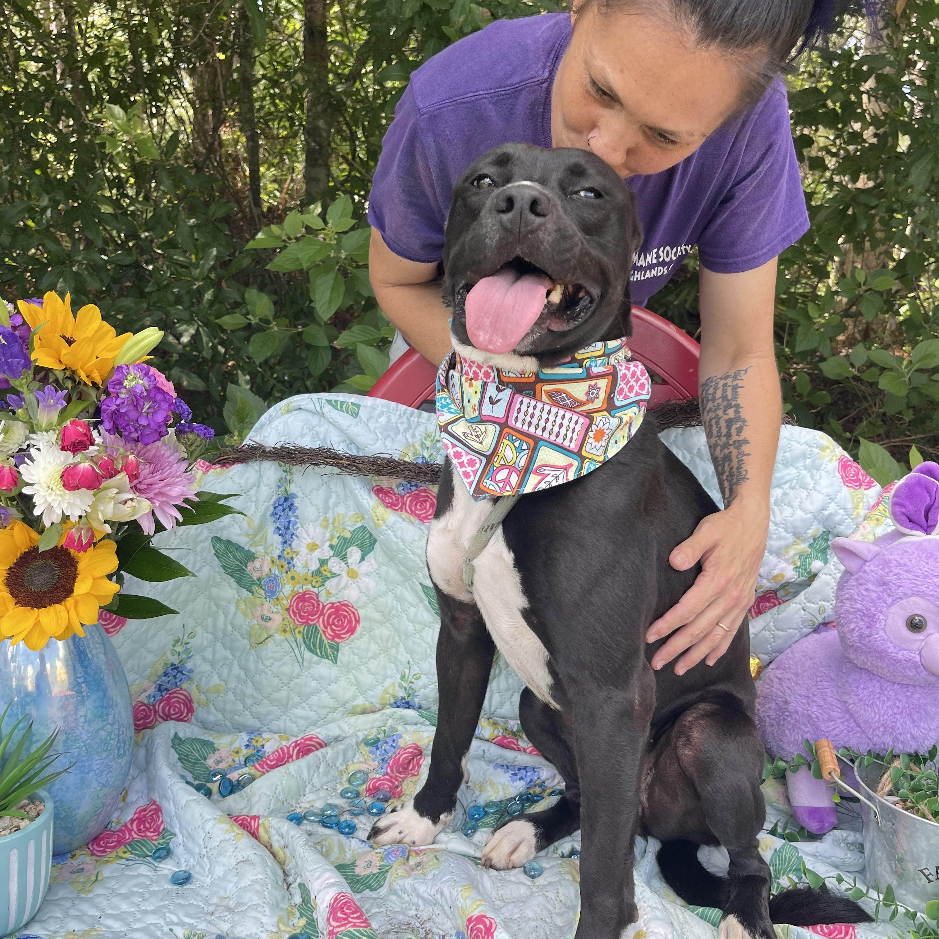 Qui Qui, a Adoptable mixed breed in Sebring, FL image 4/6