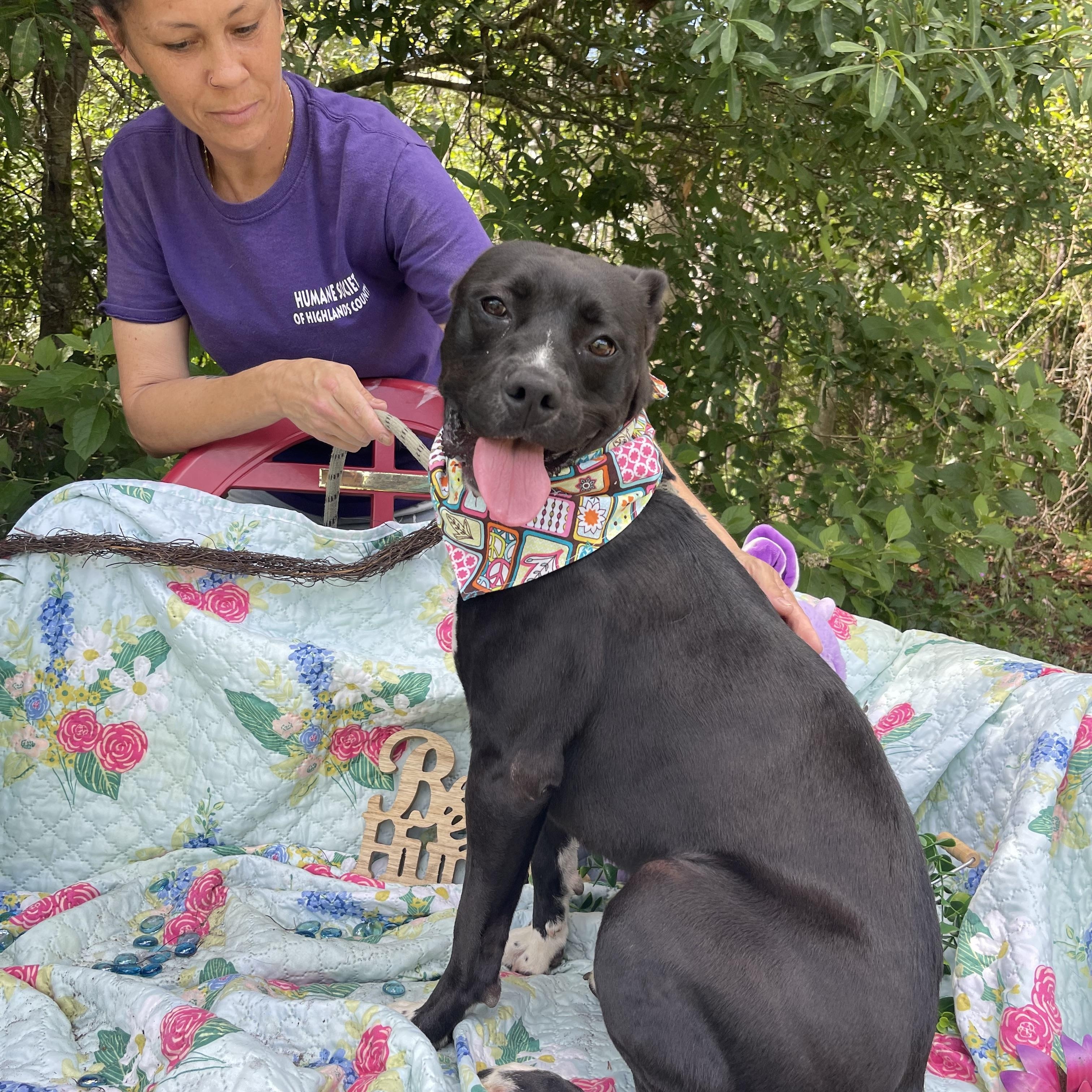 Qui Qui, a Adoptable mixed breed in Sebring, FL image 3/6